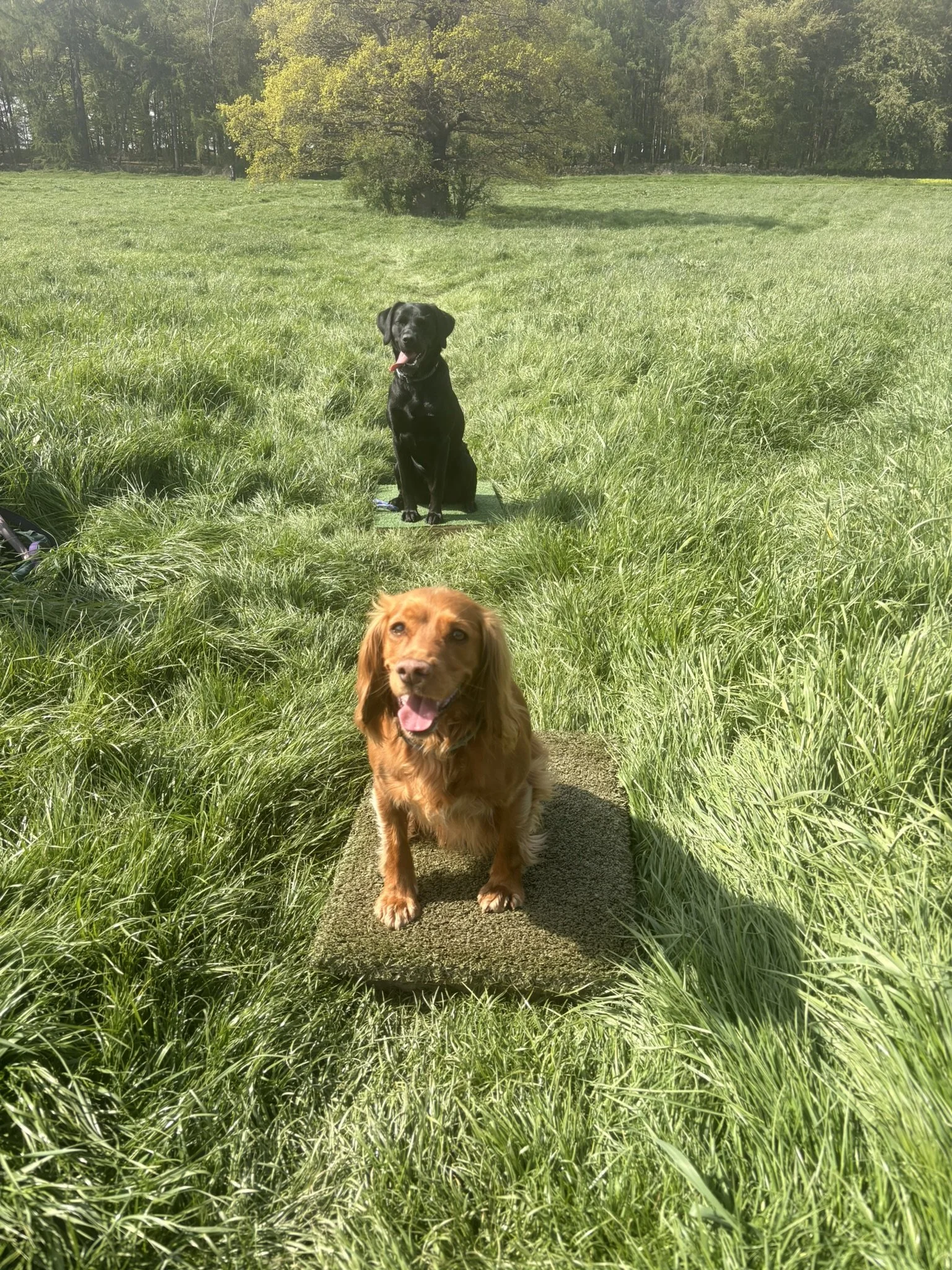 IMG_7864.JPEG
