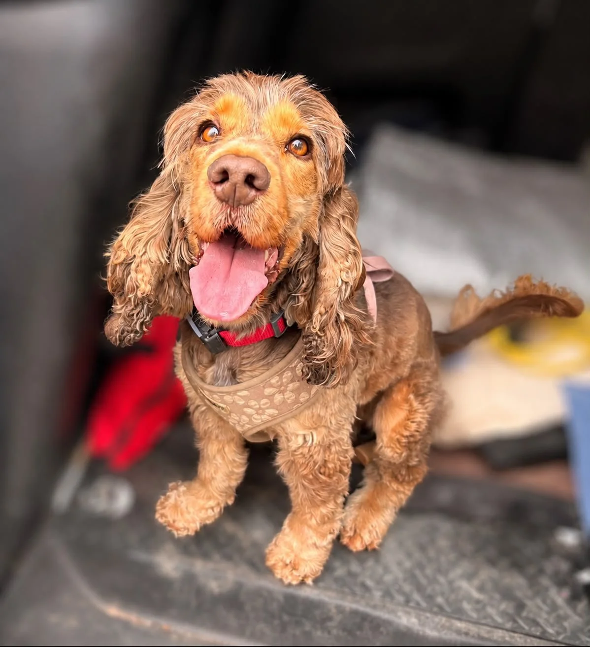 Mabel the Spaniel sitting in the boot of a car in Harrogate