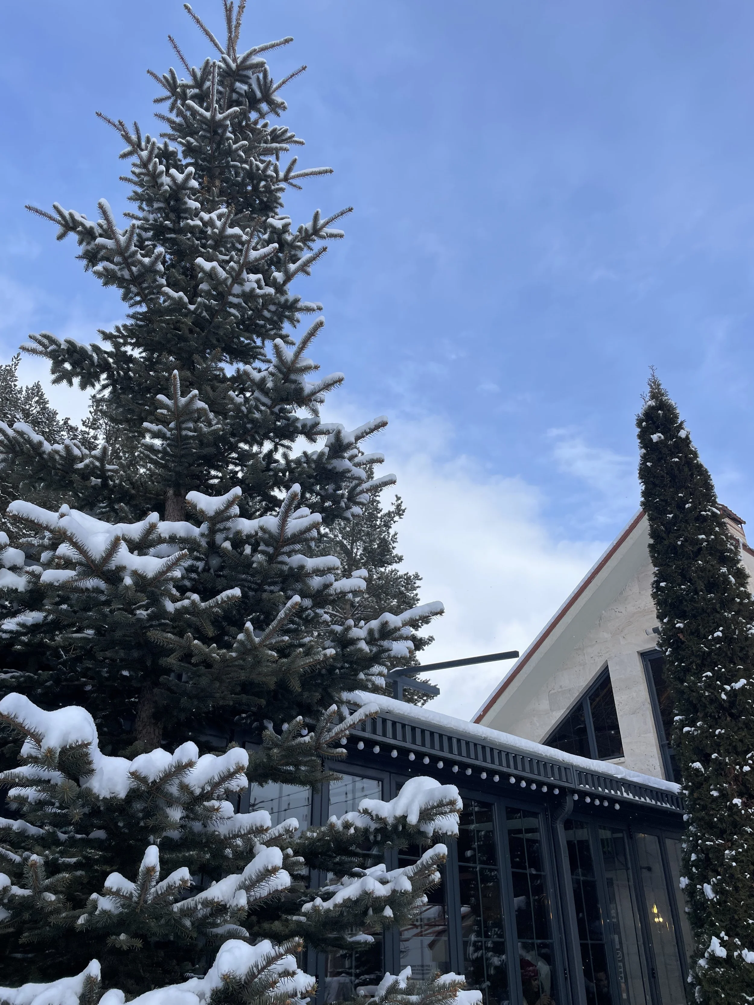 Snow on trees in Tsaghkadzor Armenia