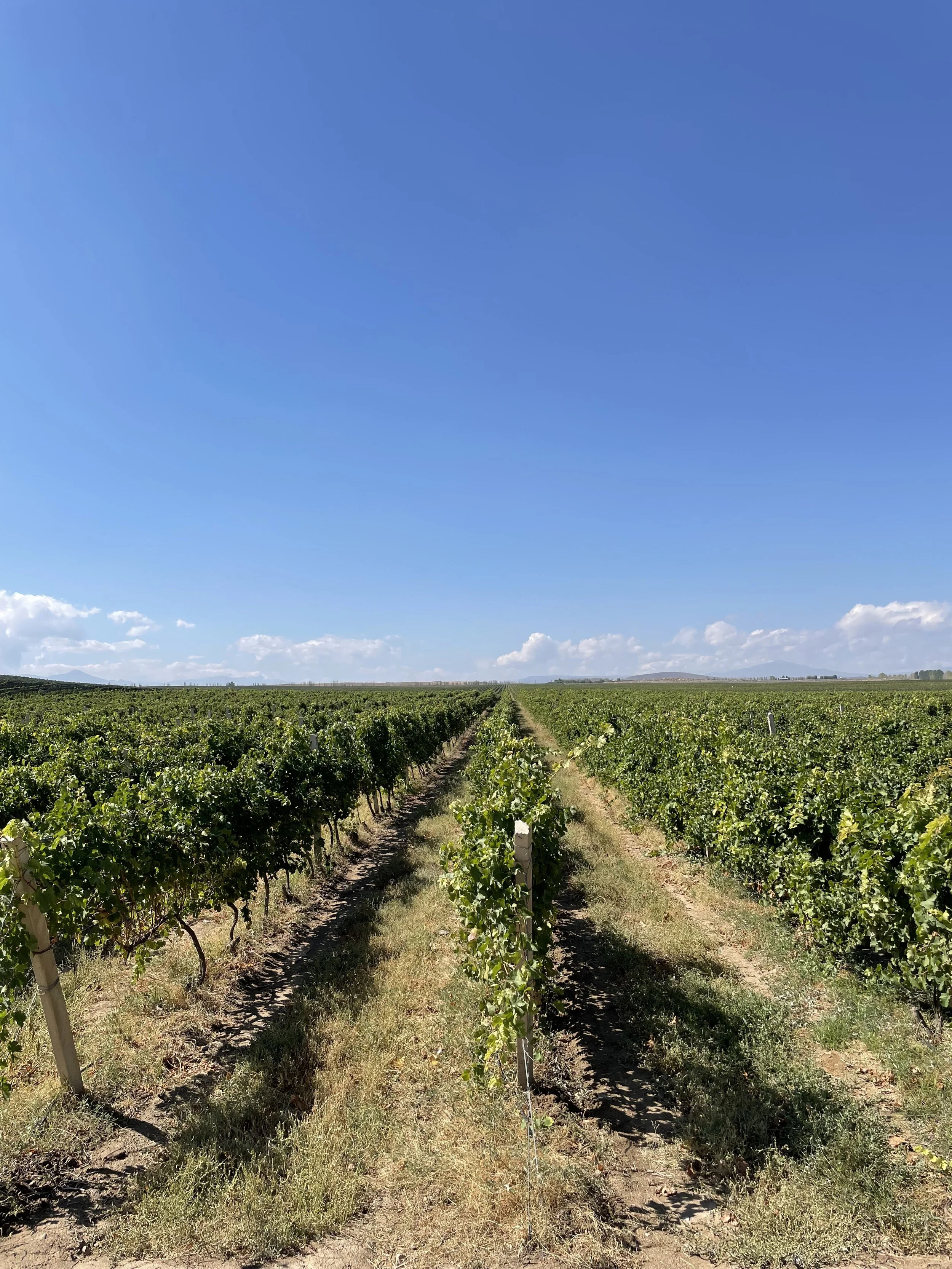 Van Ardi Winery Vineyards, Armenia