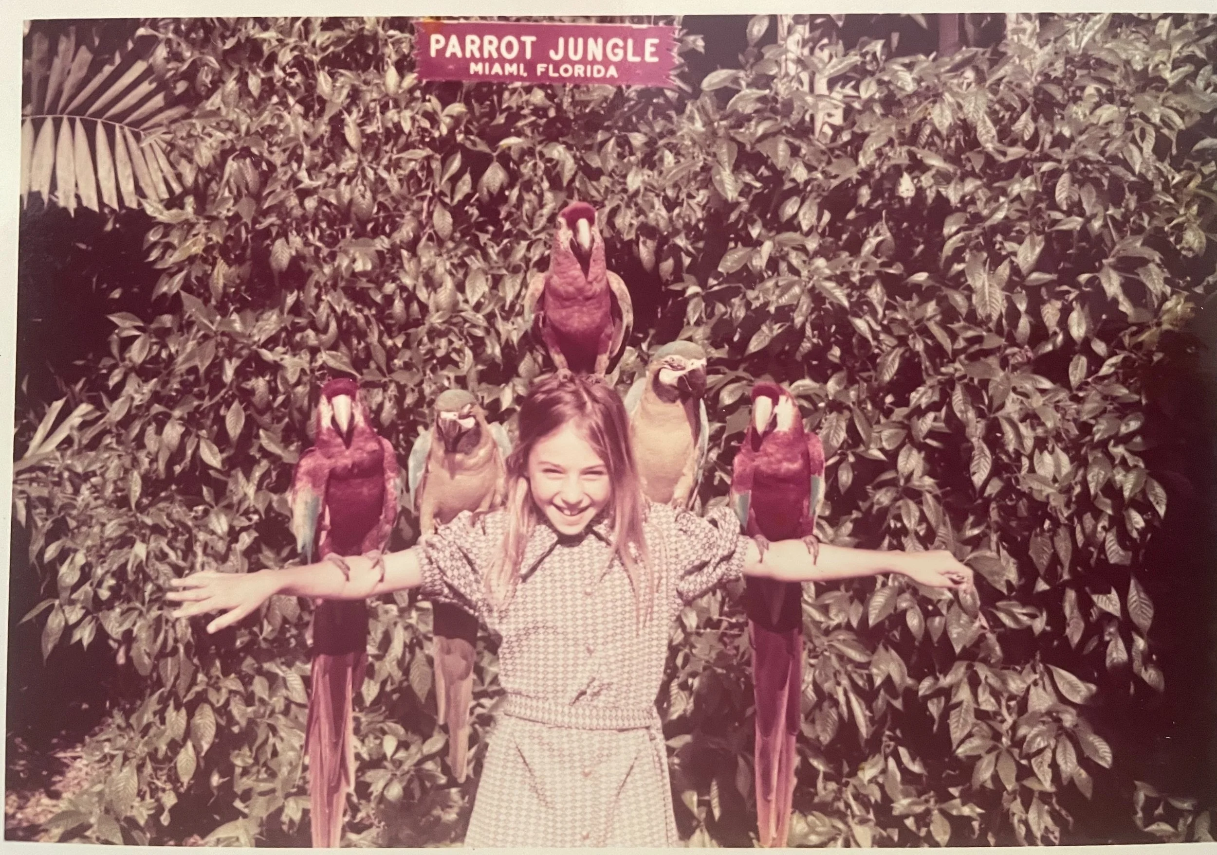 A young girl with outstretched arms standing in front of a lush green hedge with six colorful parrots perched on her arms and shoulders. A sign above reads 'Parrot Jungle Miami Florida'.