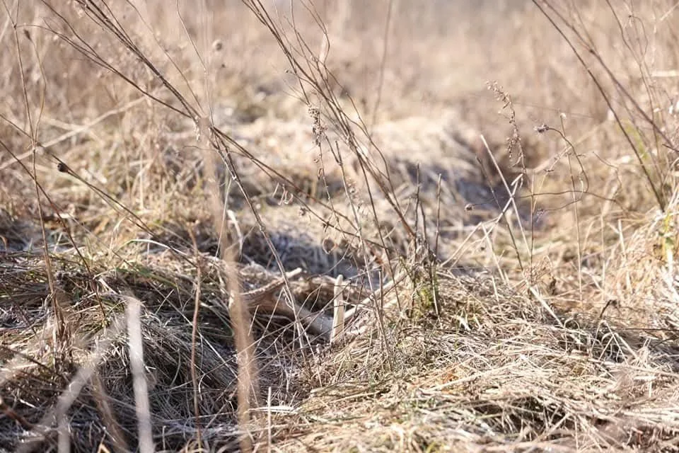 Sheds And Missed Opportunities