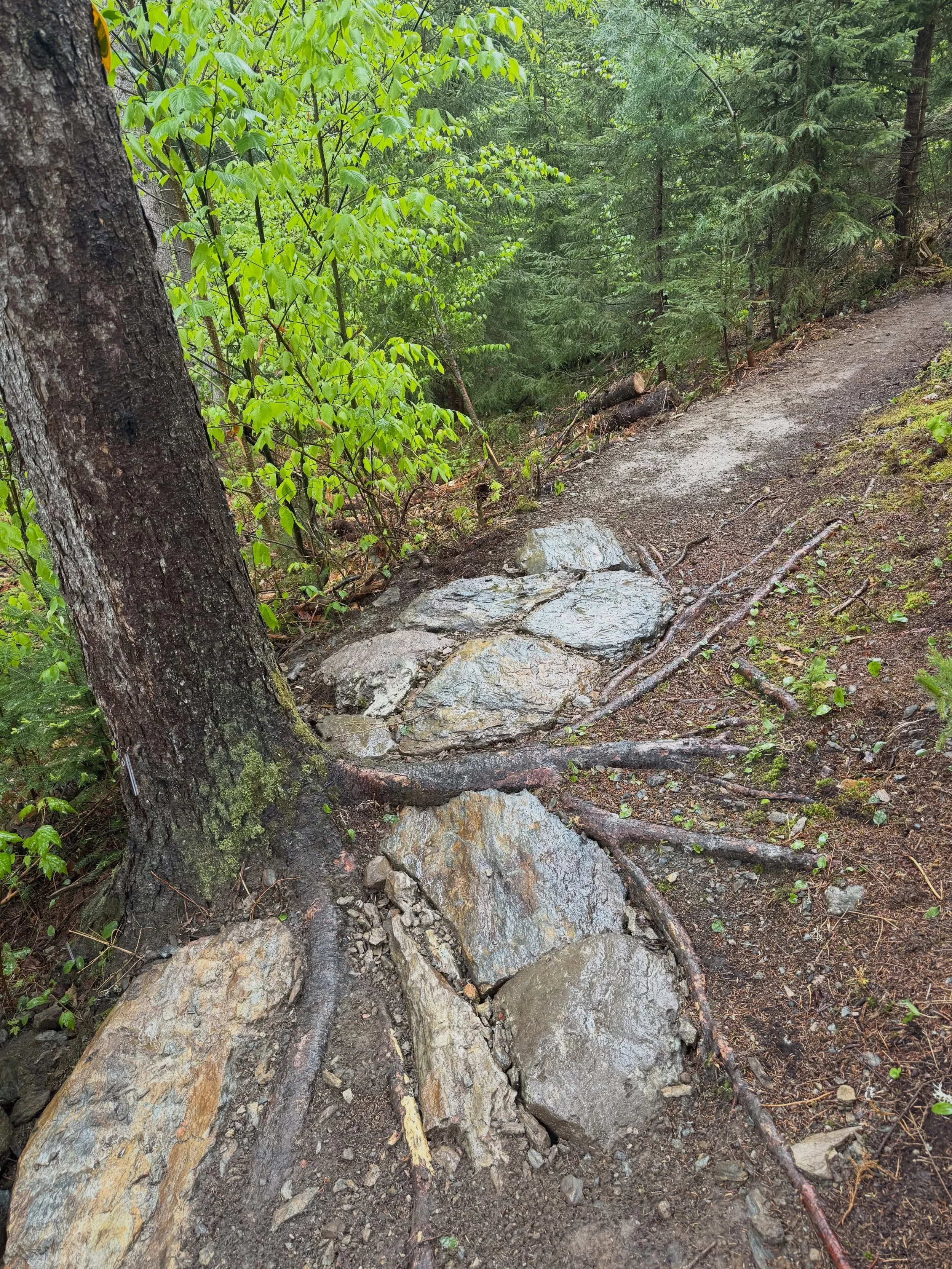 Trail improvements on Earls trail in Rochester VT
@ridgeline802 @velomonttrail @vmba802 

#trailbuilding #rockwork #mtbtrails #mtb #trails