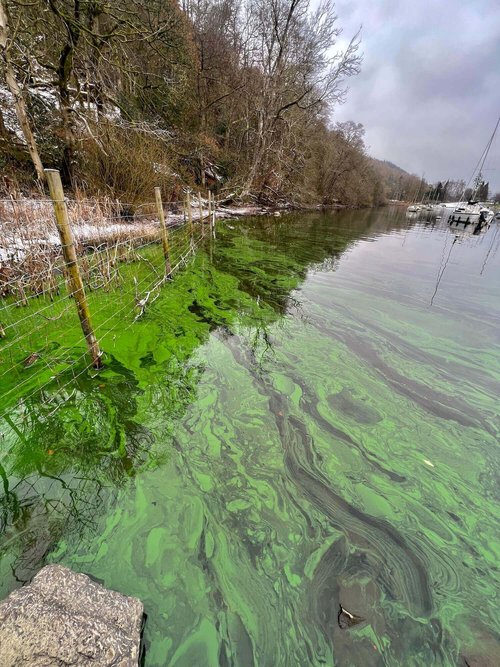 Algal bloom in Windermere