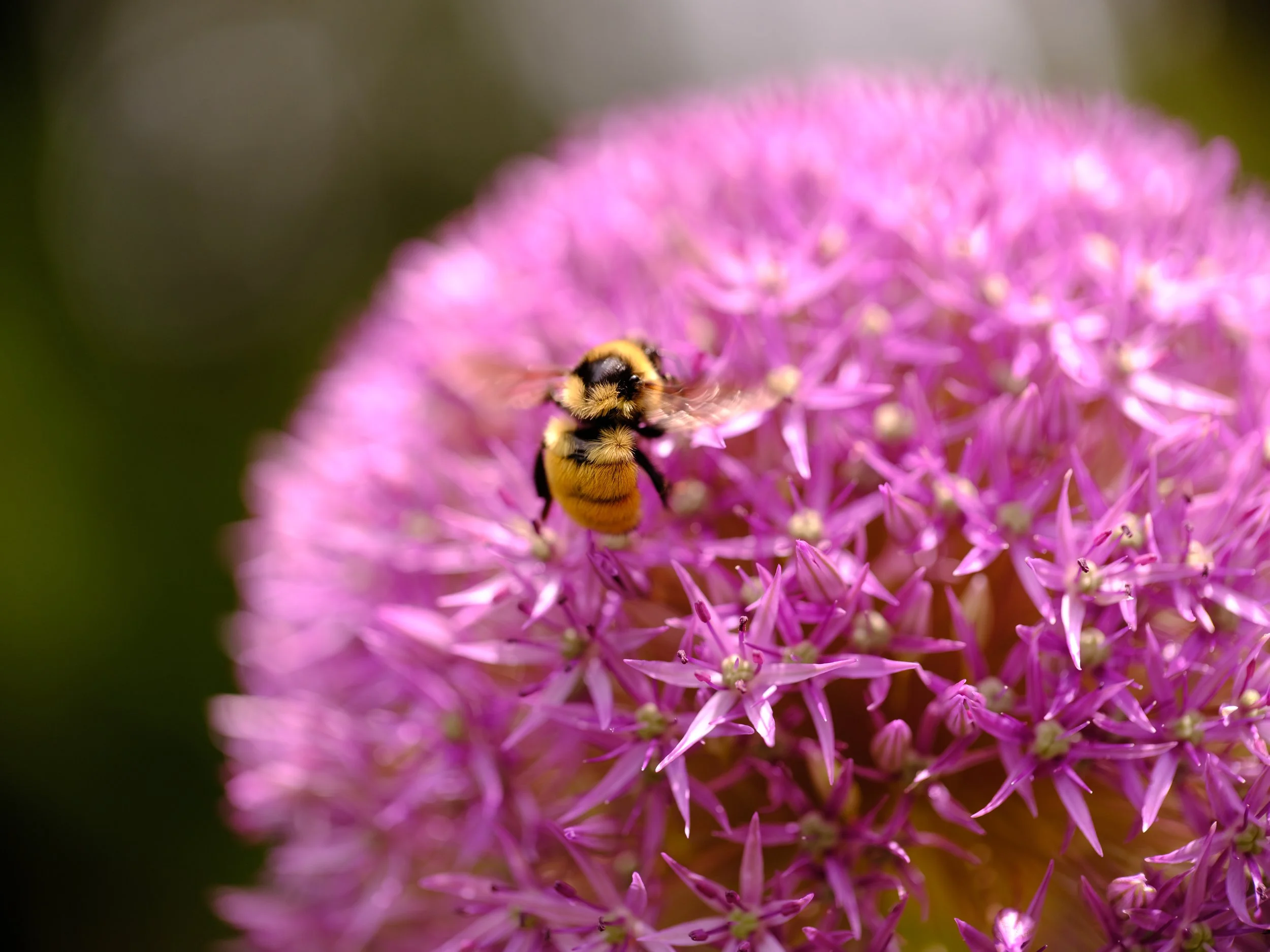 Bee and Allium. Saranac Lake, 2024