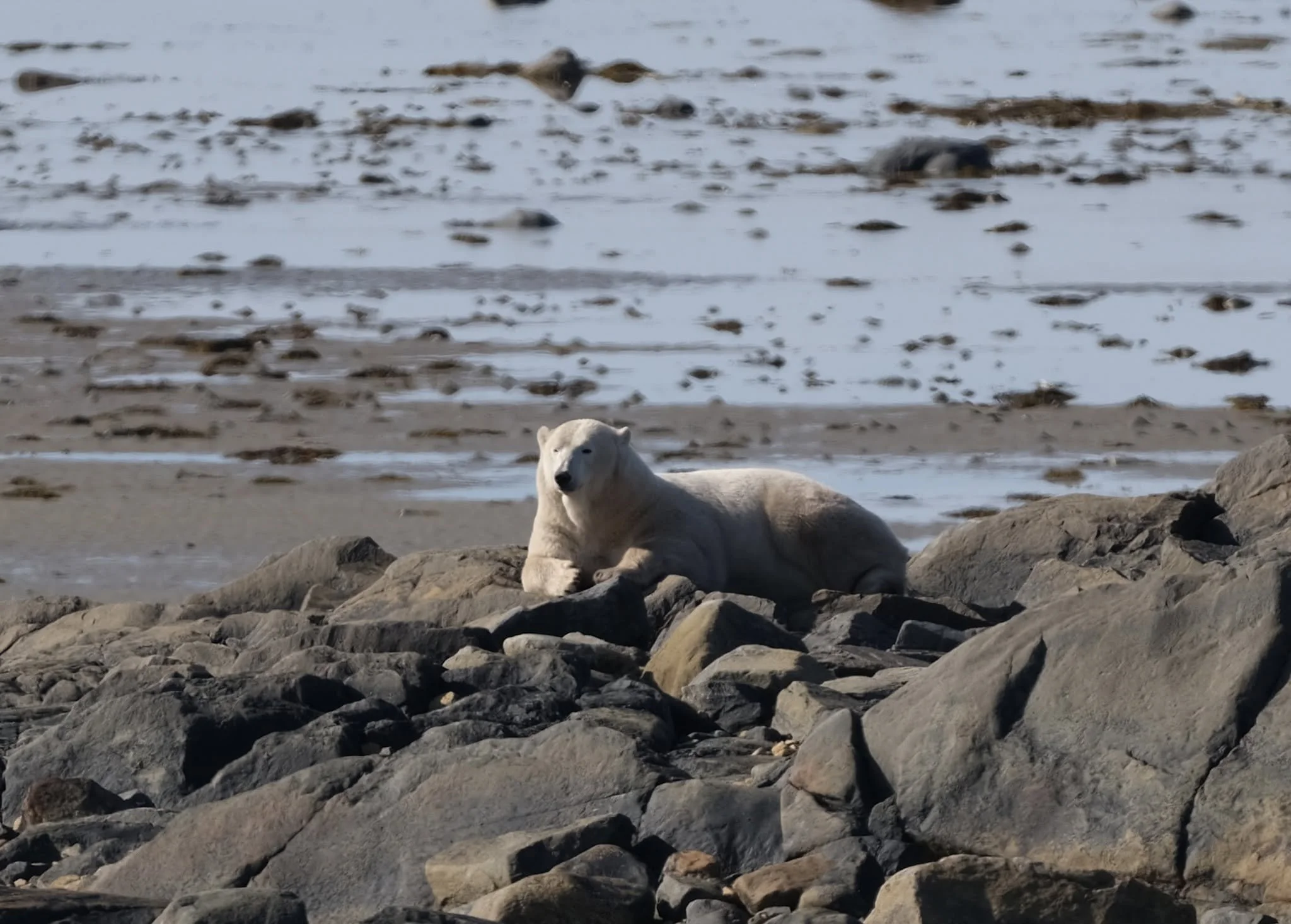 bear-1.jpg