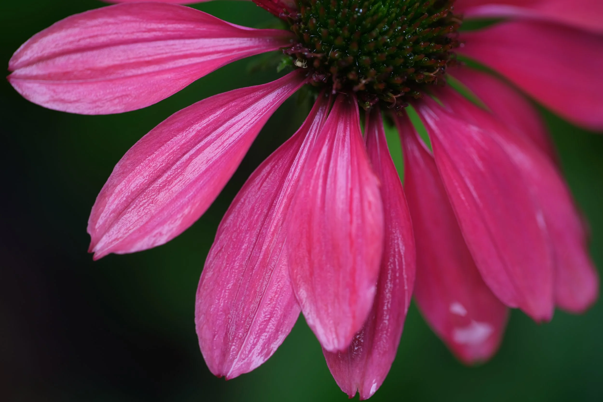 Coneflower. Saranac Lake, NY, 2025