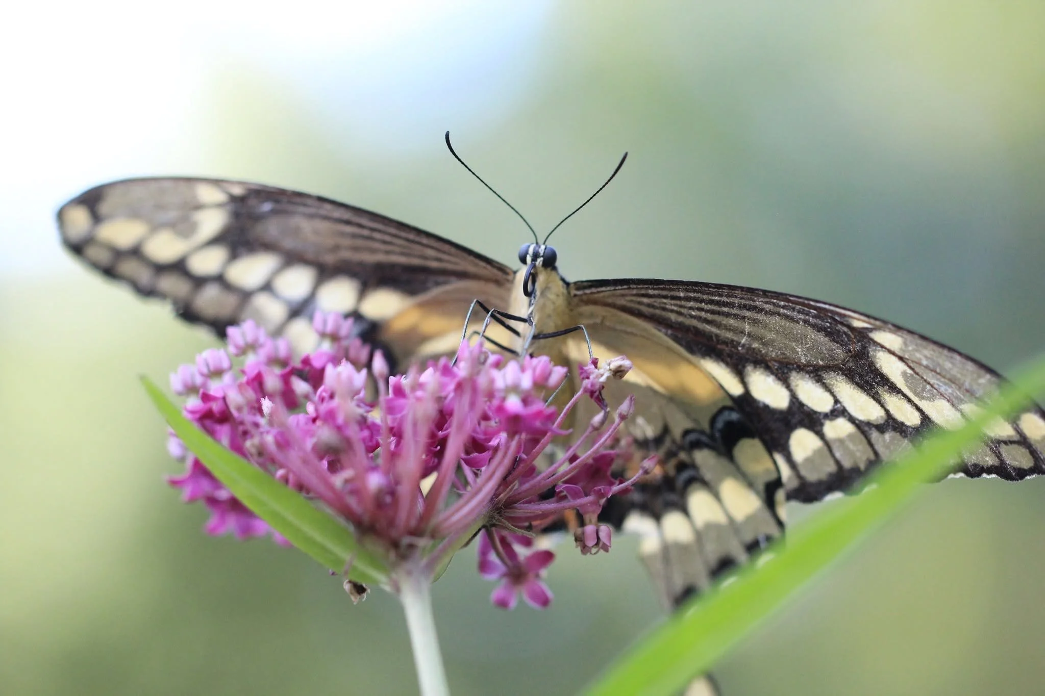 swallowtail.jpg