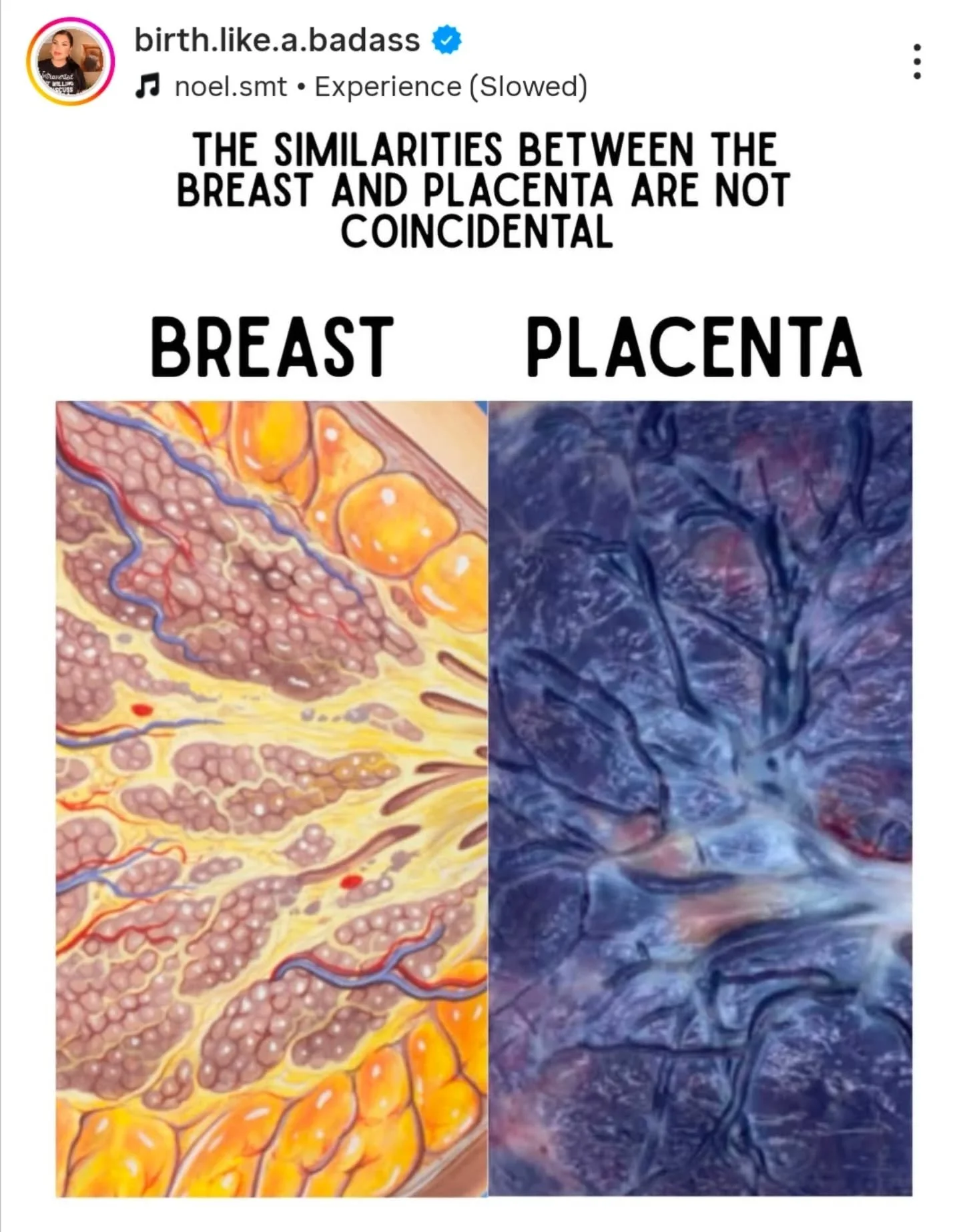 Well shoot. She got me. 

I'm so bummed I didn't connect this myself. 

But if I could have picked who'd beat me at my own game, @birth.like.a.badass would have been my first choice. Followed by @judymschneider

#placentaencapsulation #njplacentaserv