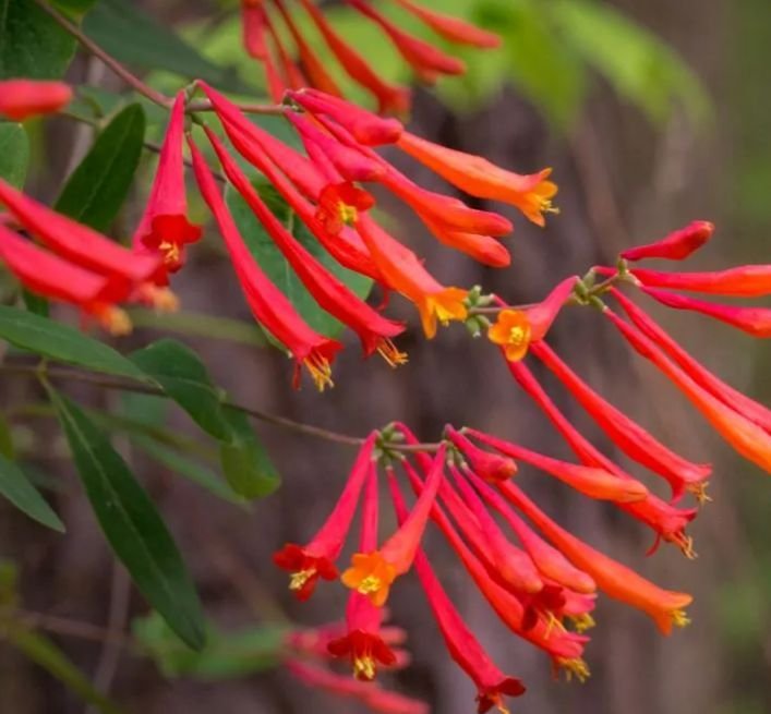 NJ gardeners: has anyone seen Coral Honeysuckle at any local nurseries? Mine did not survive the winter and I can't find it anywhere.