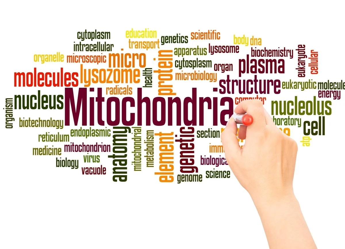 When Your Mitochondria Cry for Help:  Mitochondrial Distress Proteins