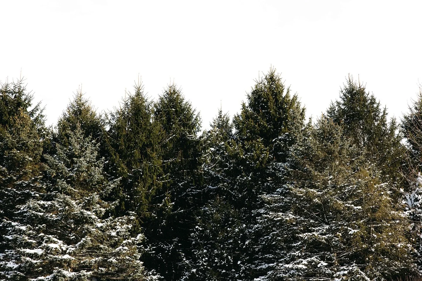 Rooted in nature, returned to ourselves.