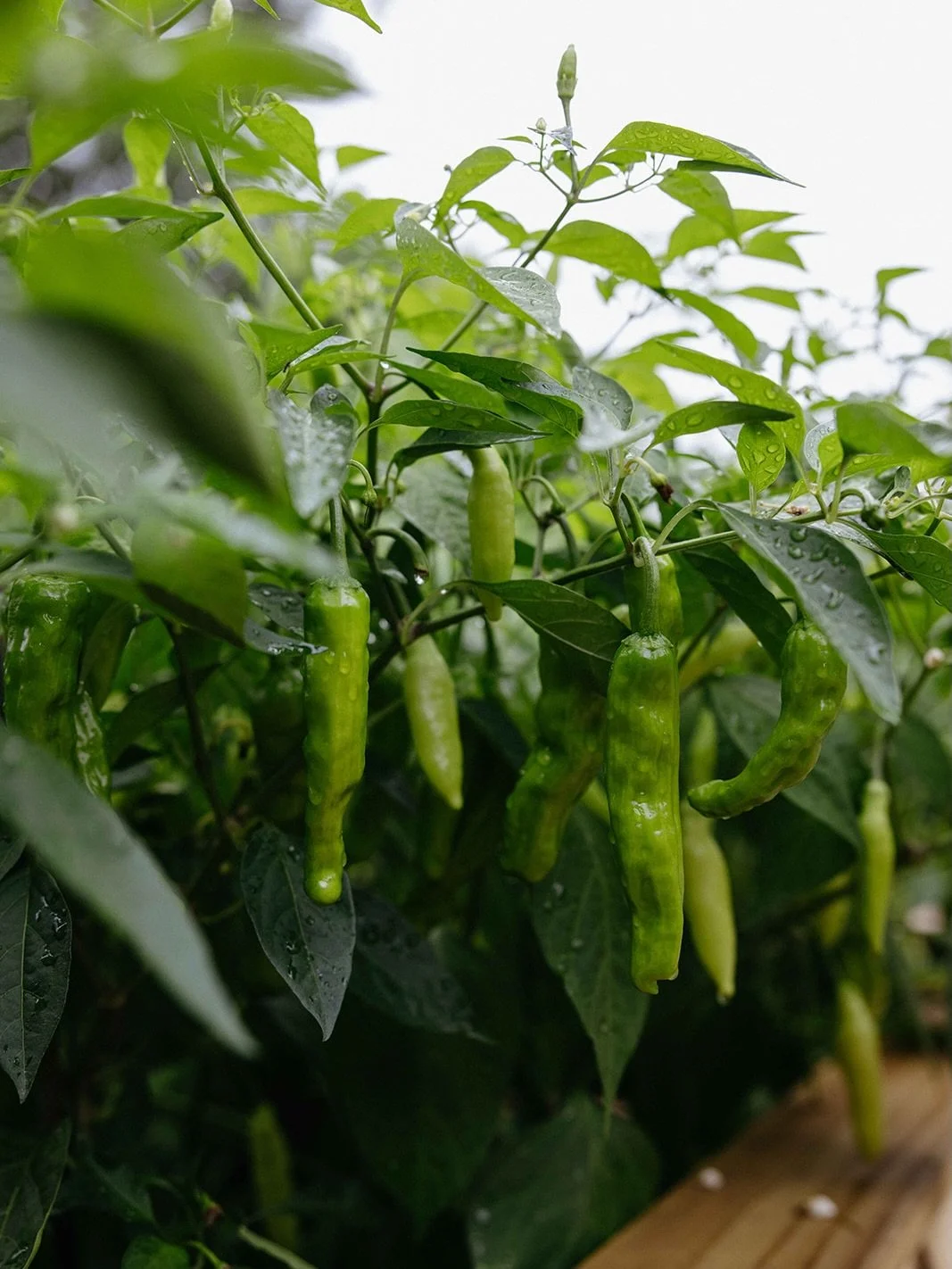 From harvest to market.