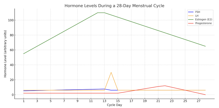 An Easy Guide To Your Cycle: How Hormone Levels Shift Each Month ...