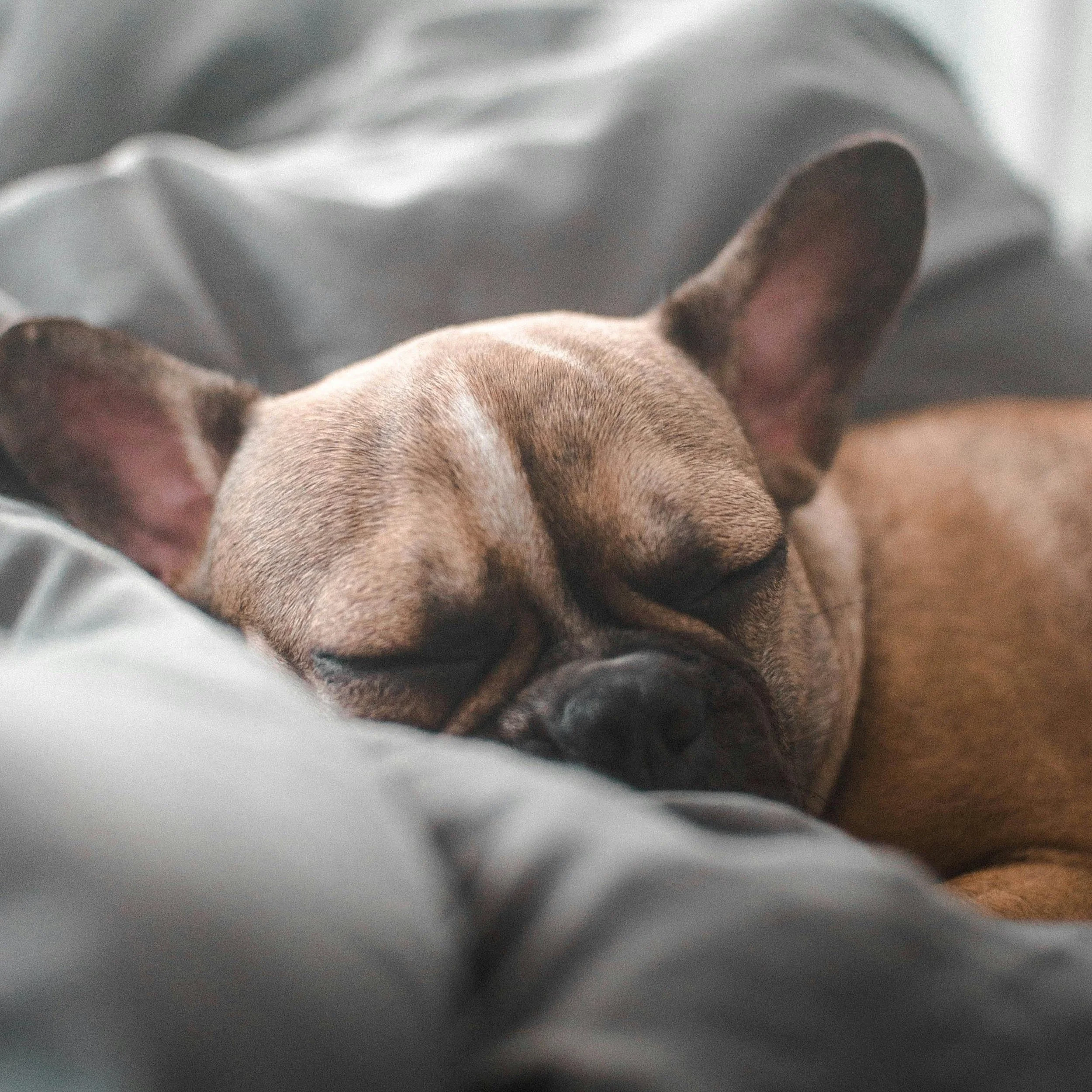 Groggier To Nap Or Not To Nap: Science of How to Get the Most Out of a Power Nap ...
