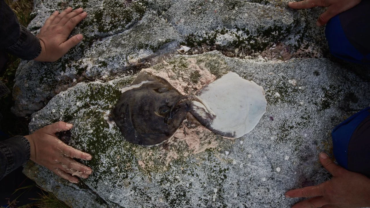 North_Whale_Island - 31.jpeg