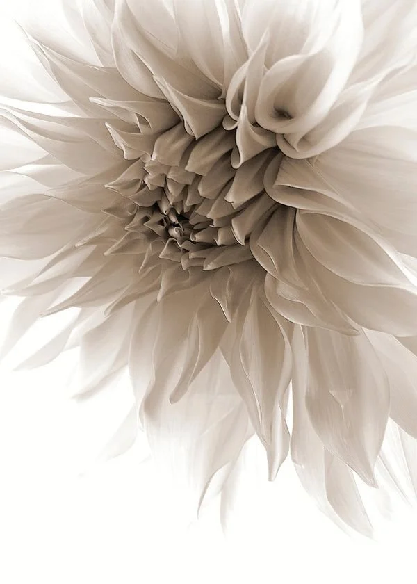 Close-up of a white dahlia flower with layered petals.