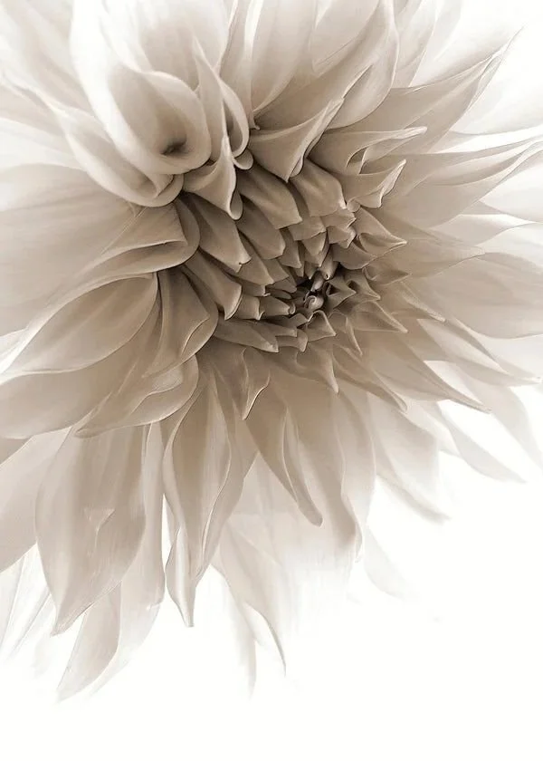 Close-up of a white flower with layered petals creating a spiral pattern from the center outward.