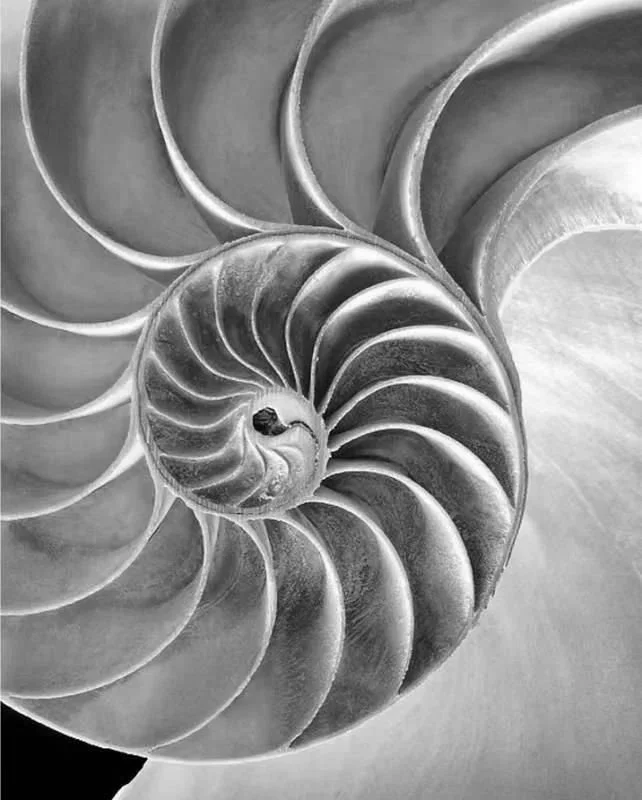 Close-up of a spiral seashell showing detailed curvature and texture.