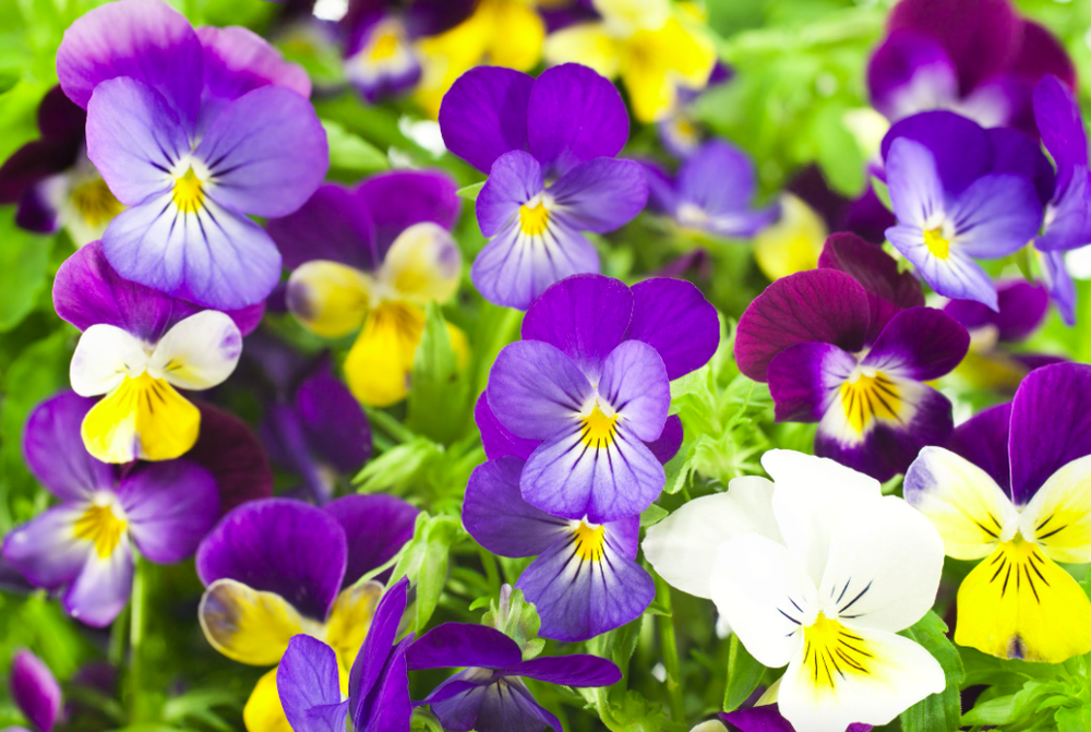 Pansies