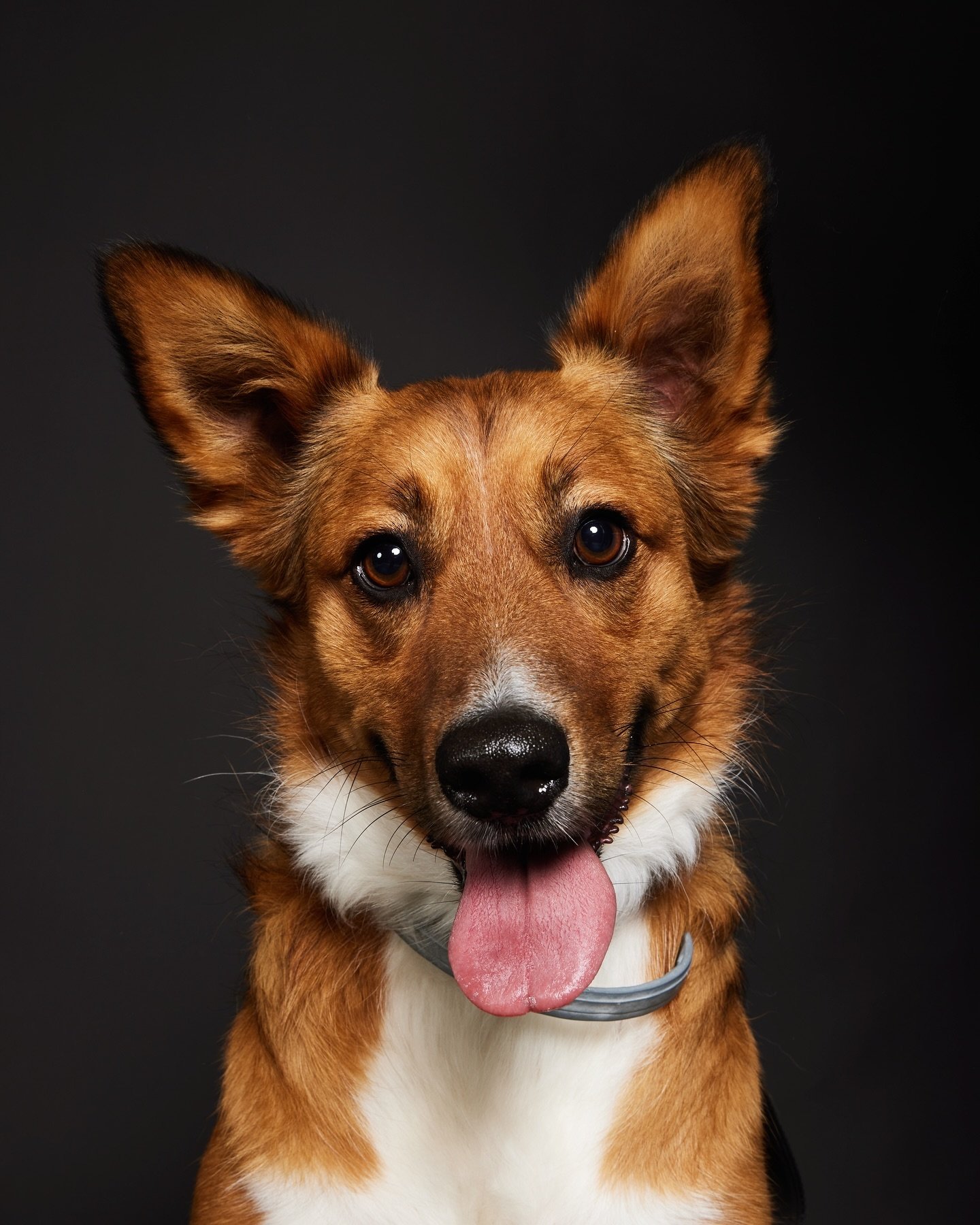 Woof?

-

#hondenfotografie #dierenfotografie #huisdieren #huisdierenfotograaf #hondenportret #hondenfotograaf #honden #dogsofinstagram #dogphotography #dogportrait #huisdierenfotografie #studiofotografie #hondenleven #hondenliefde #hondenvaninstagra