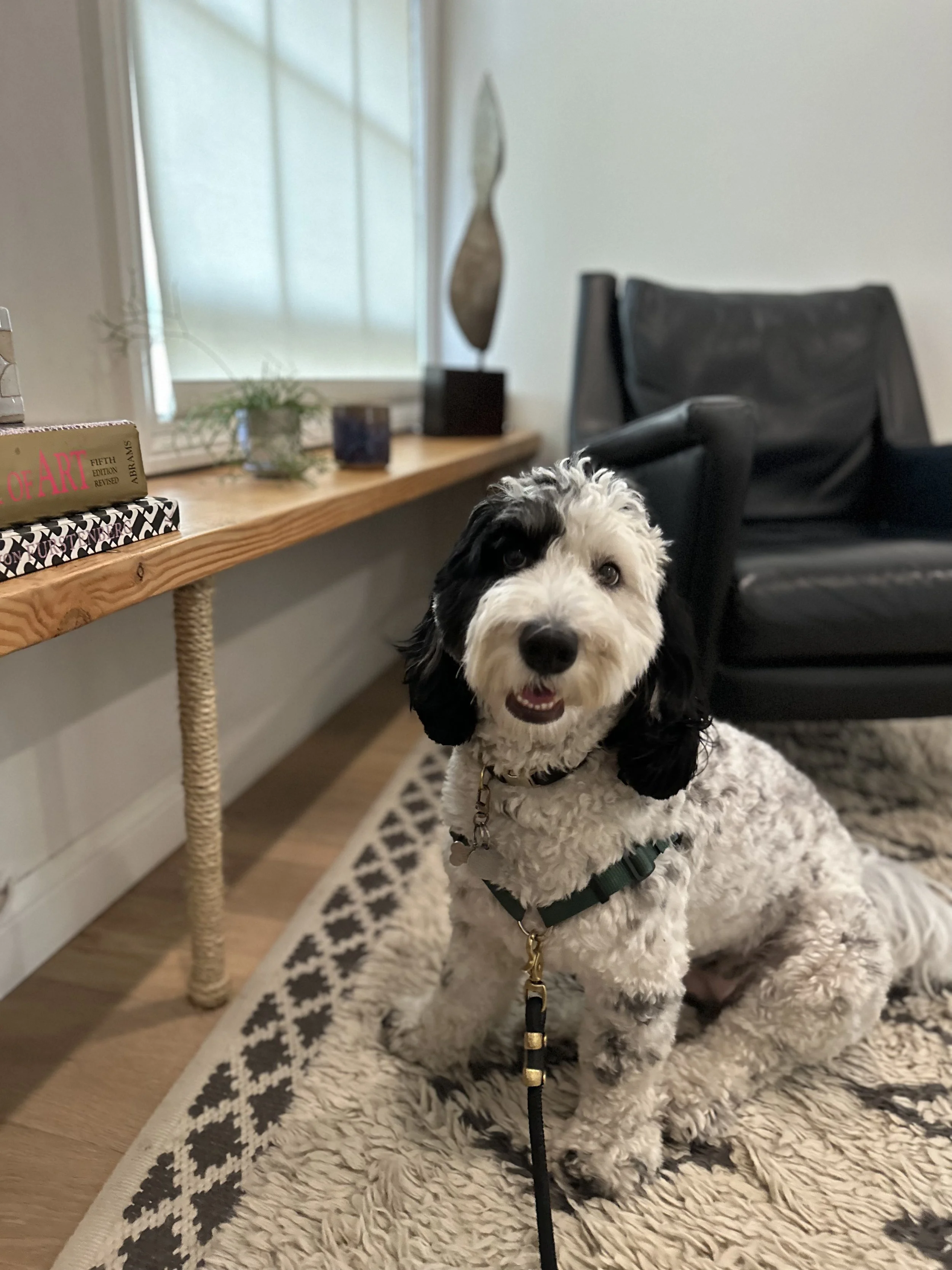 Animal Assisted Therapy