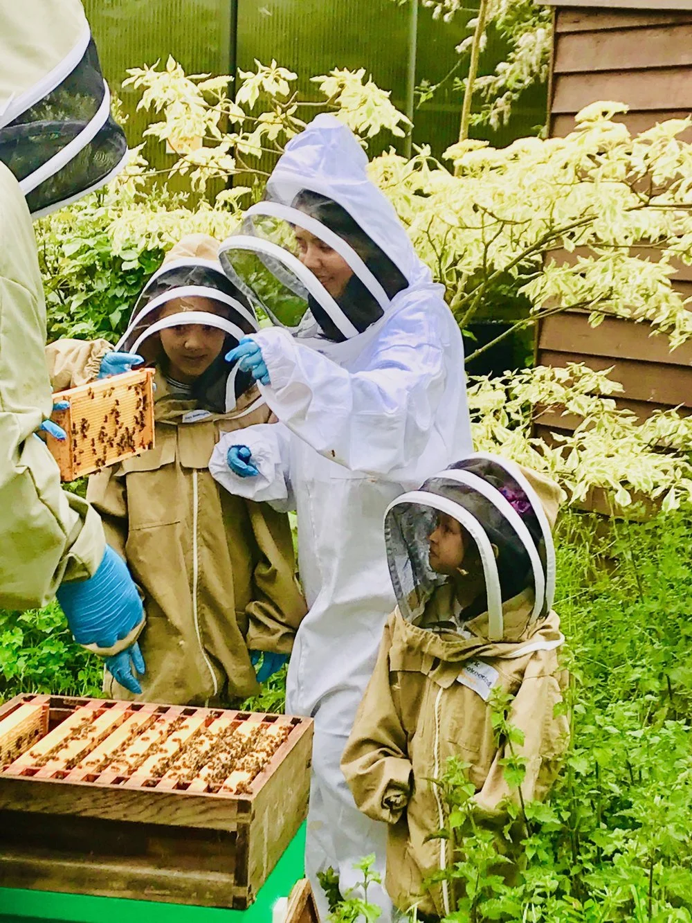 Bees.jpeg