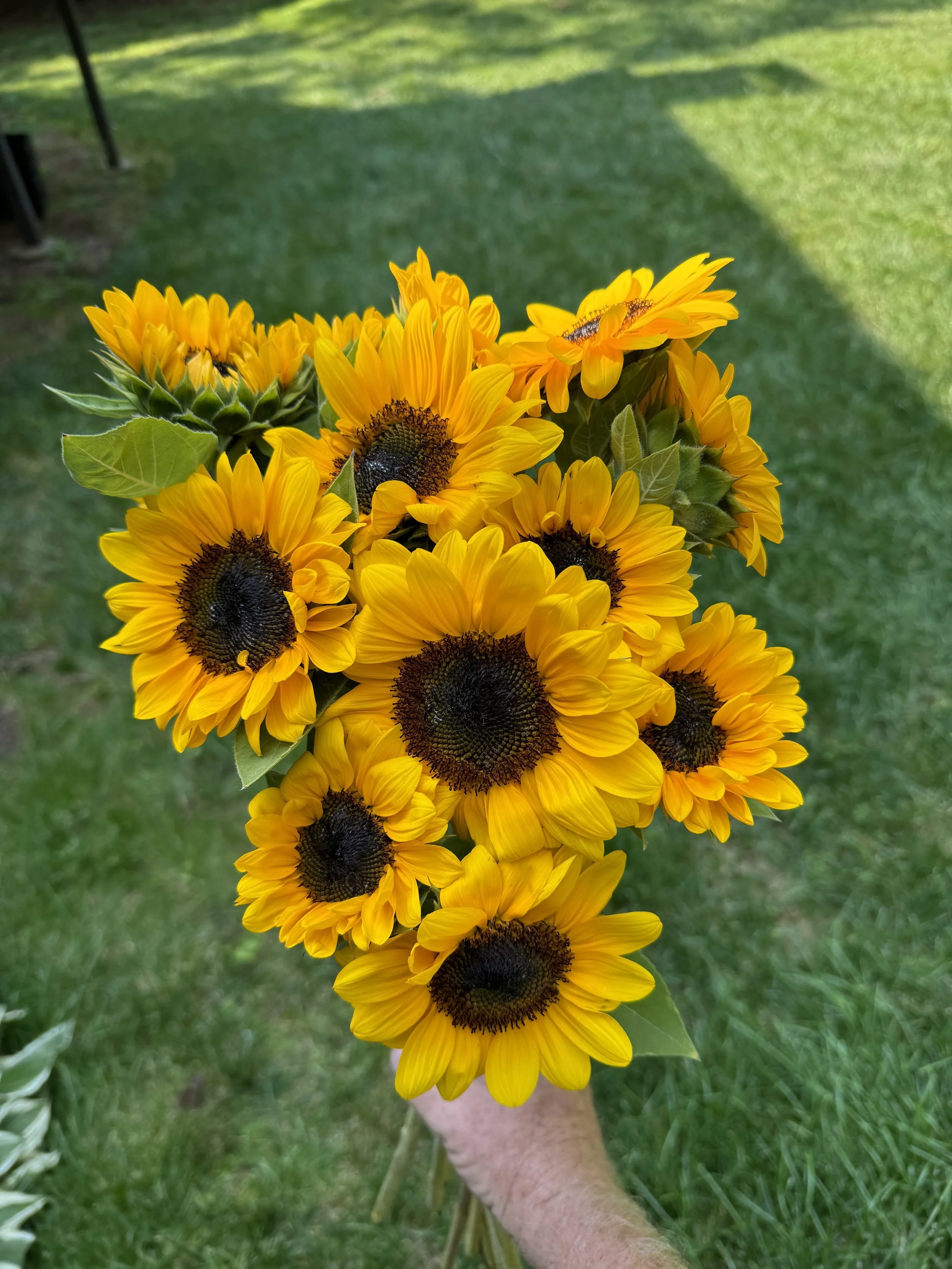 Super Sunflower
