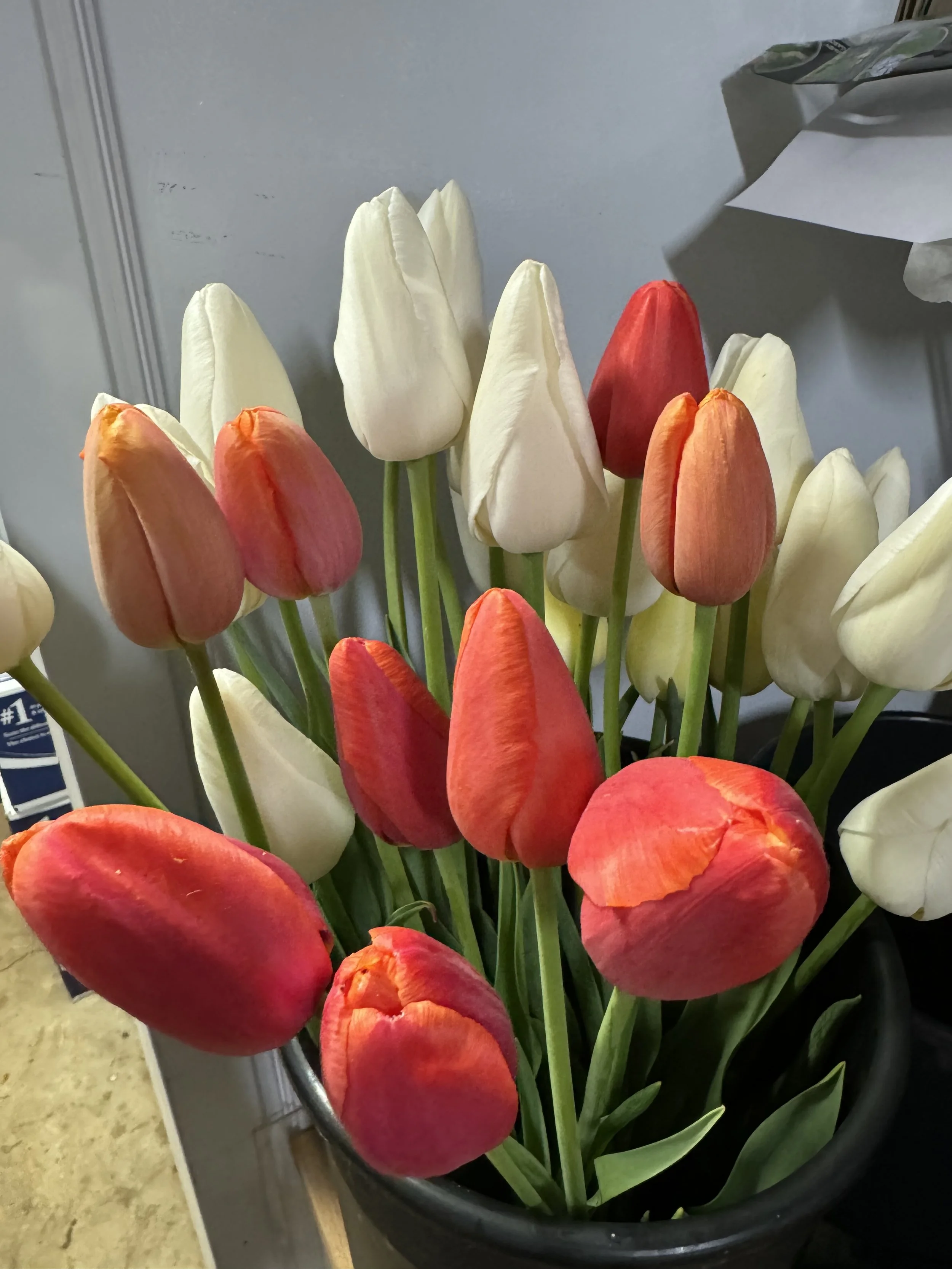 French Single Late Tulip