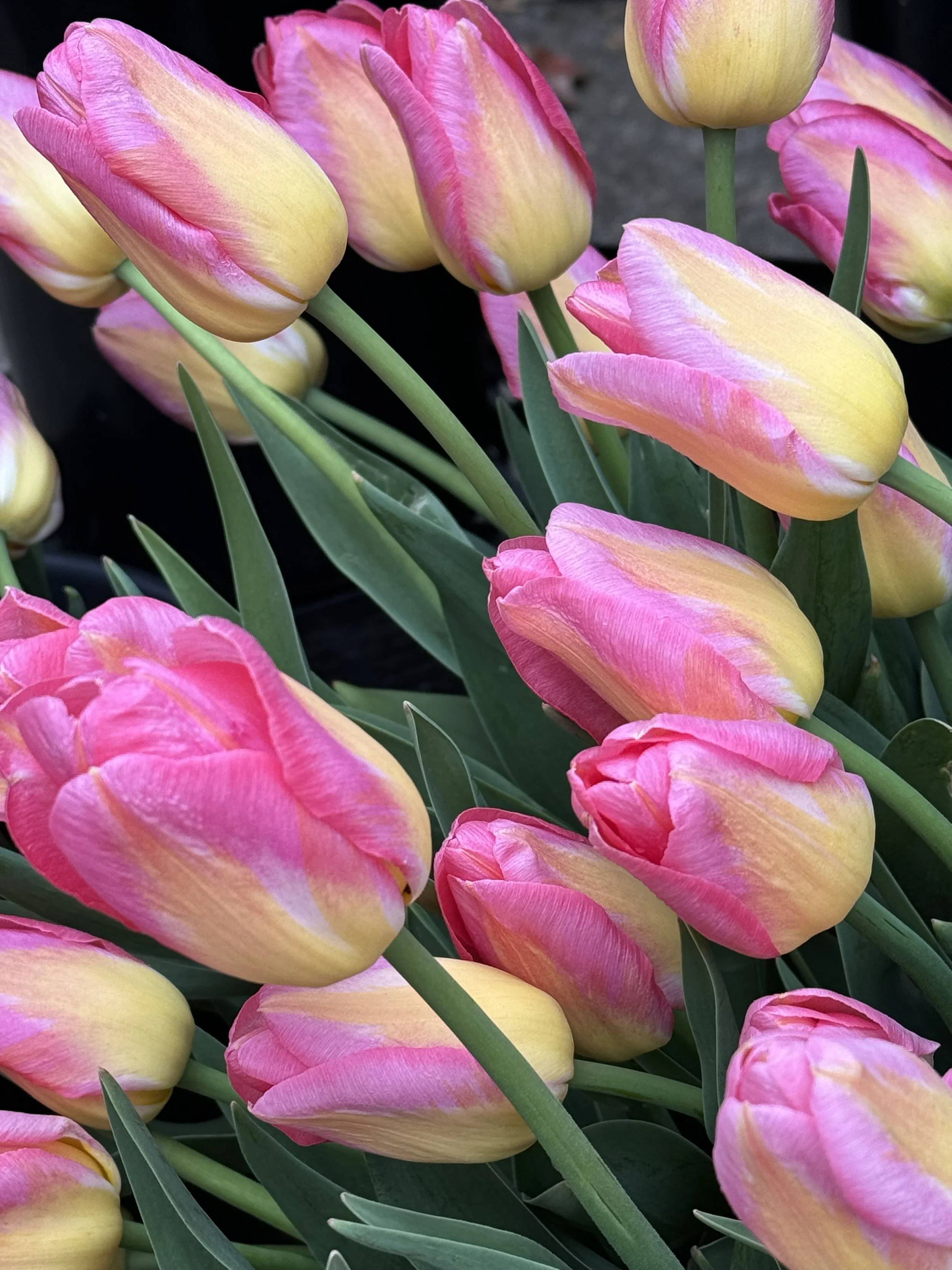 Red Cross Tulip