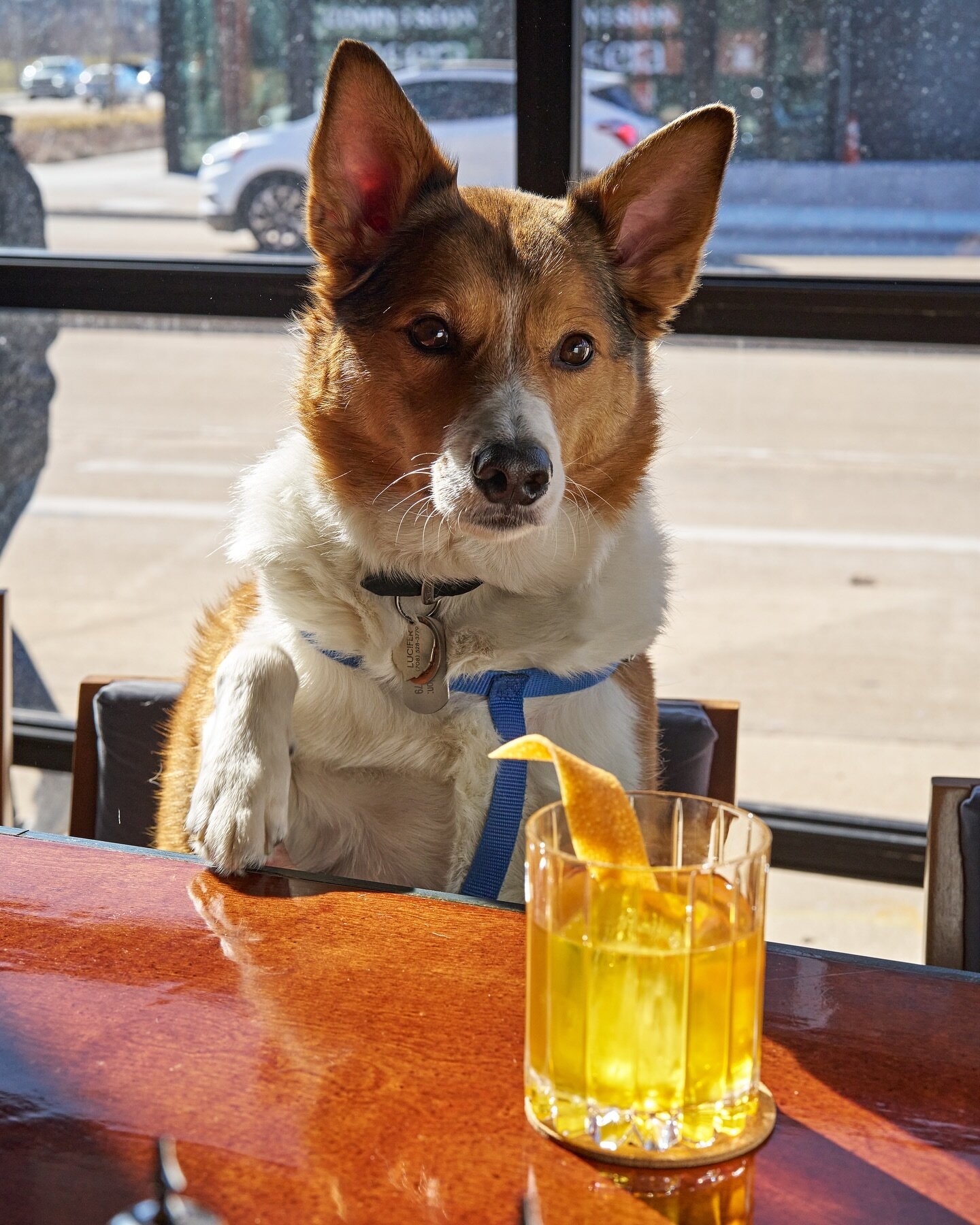 A reminder you can bring your pup on by the tasting room &mdash; these gorgeous sunny spring days are perfect for a cocktail!

Lou is kicking back and enjoying a Rye Old Fashioned; come grab one for yourself tonight! Open 5pm-midnight. 

Rye Old Fash