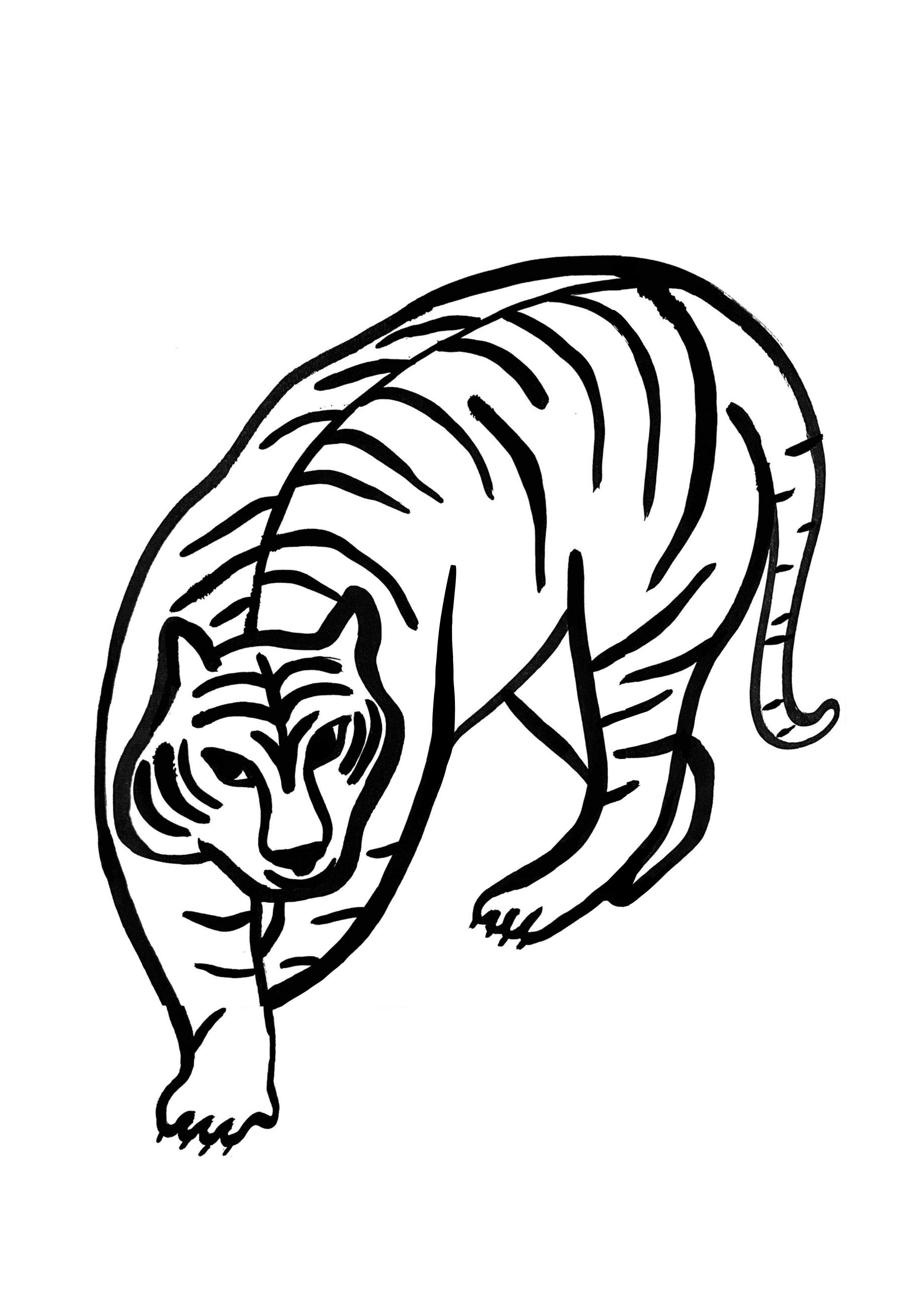 tigre