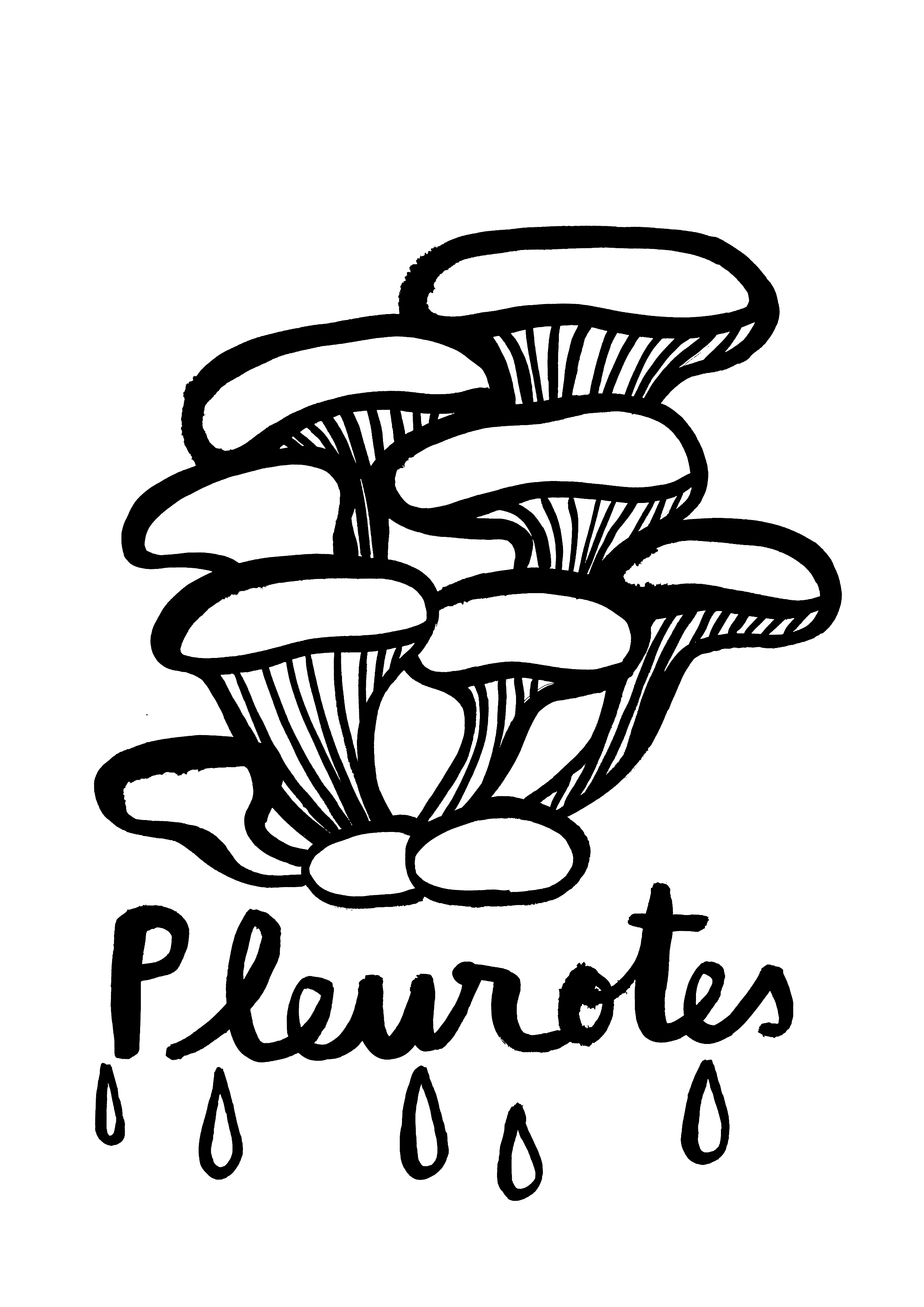pleurotes.png