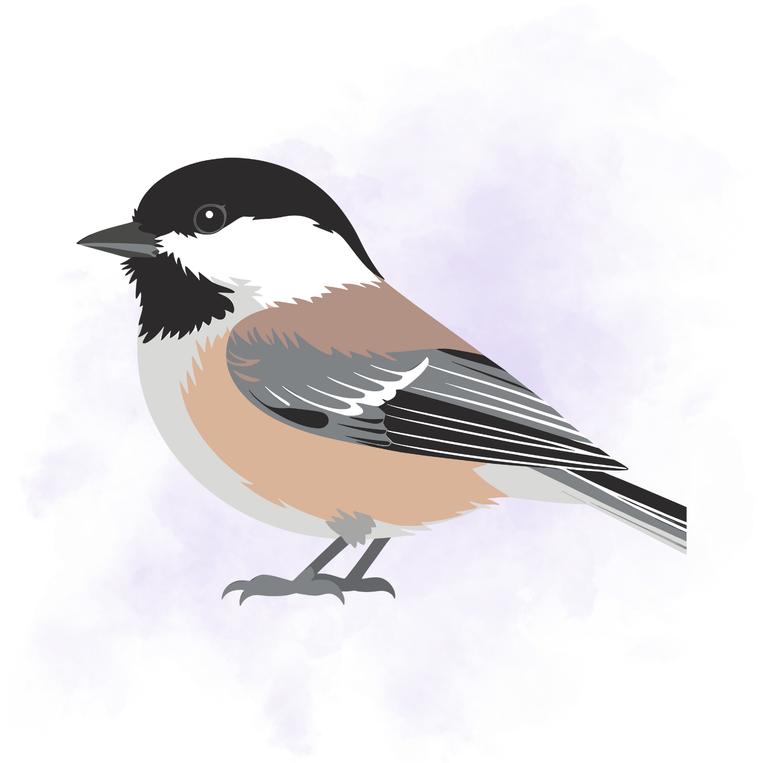chickadee graphic