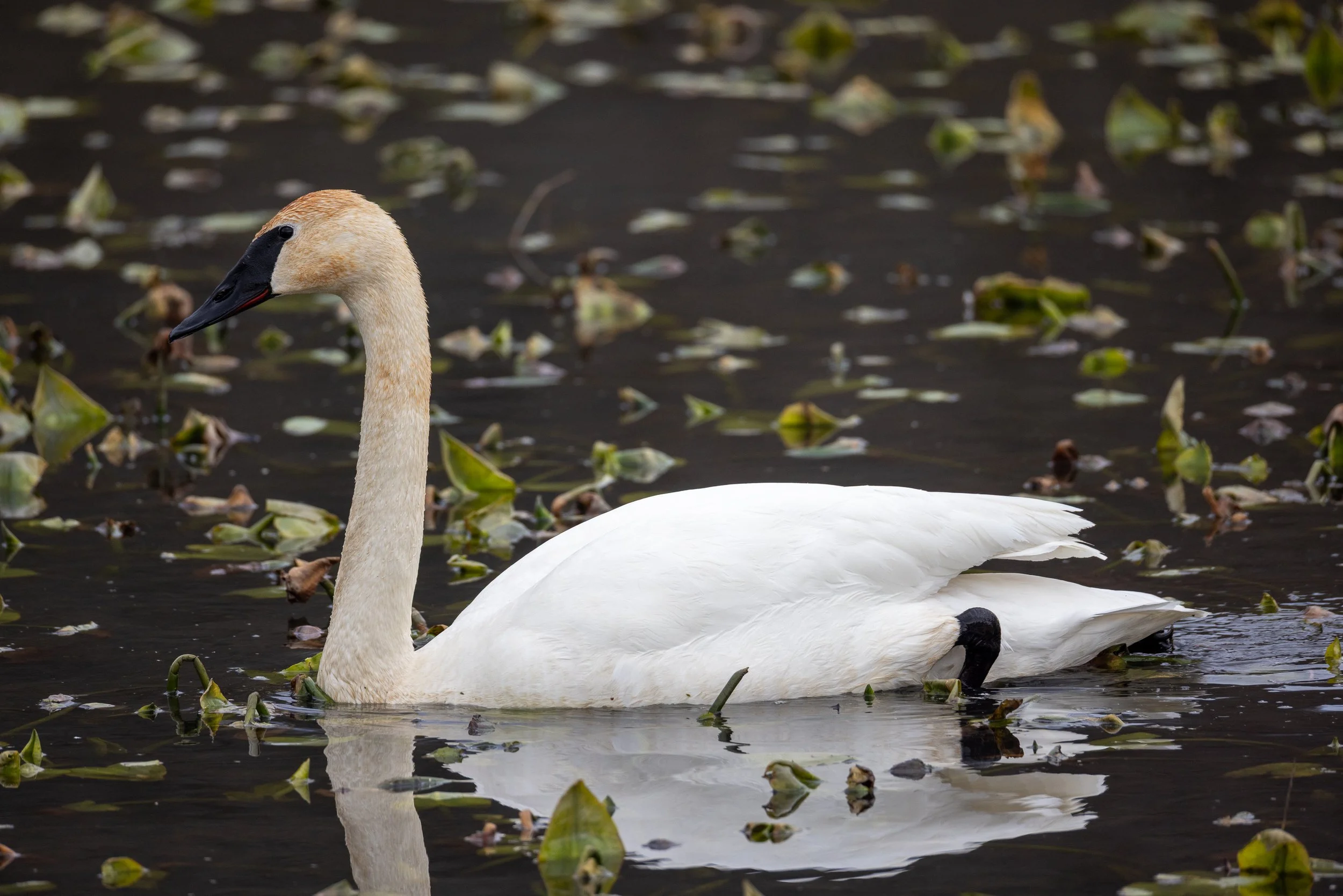 Trumpeter Swan