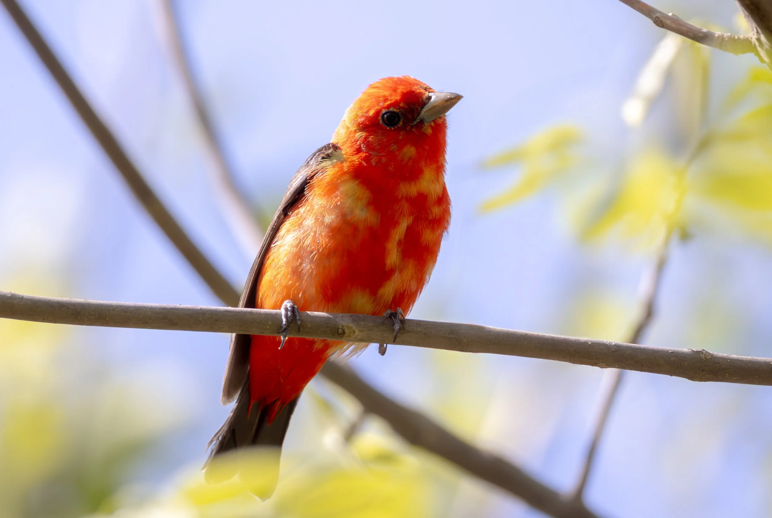 Biggest Week in Birding