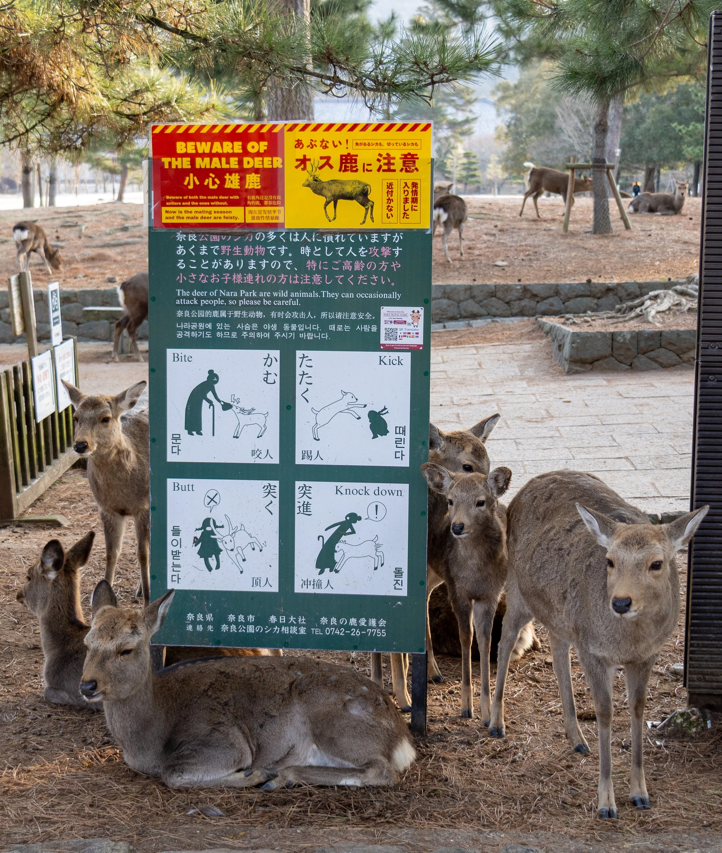 The sika deer of Nara Japan