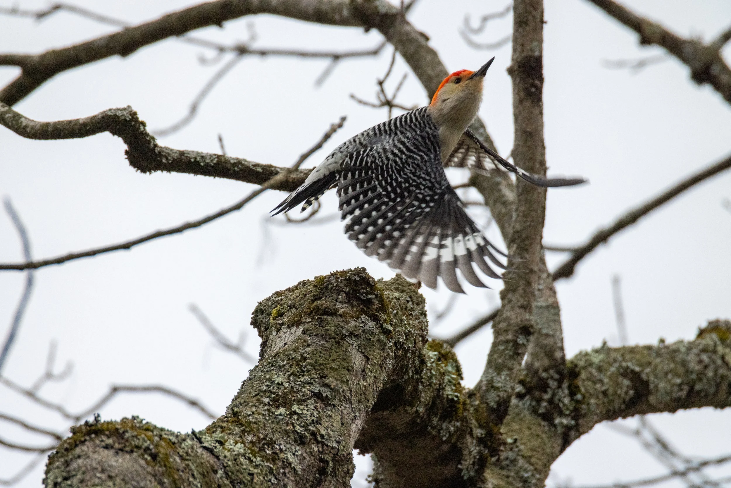 Red-Bellied Woodpecker