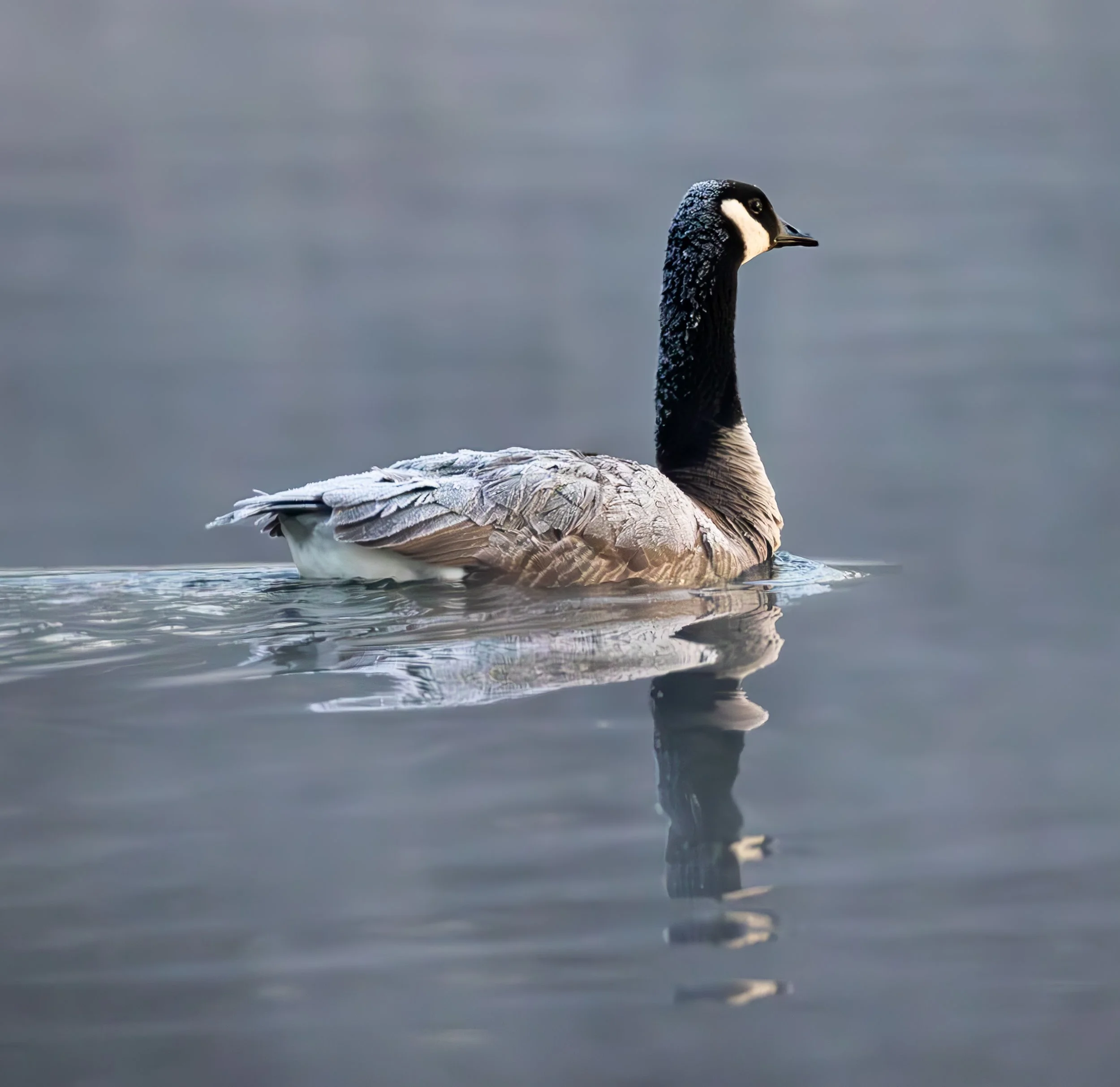 Canada Goose