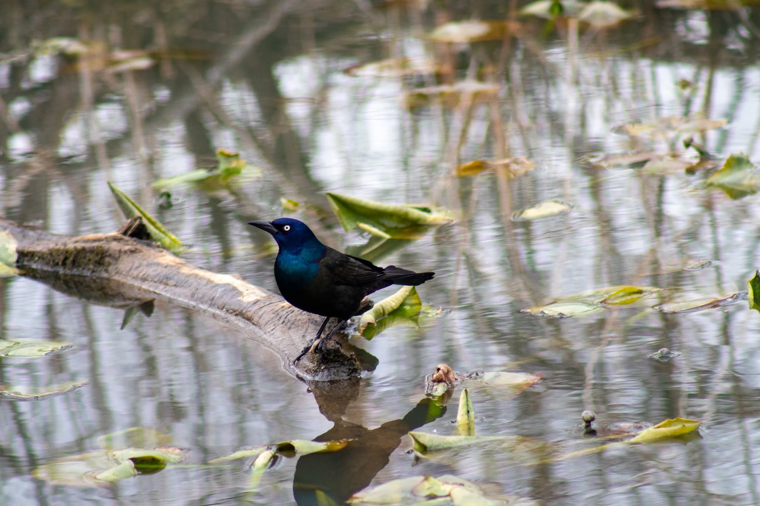 Common Grackle