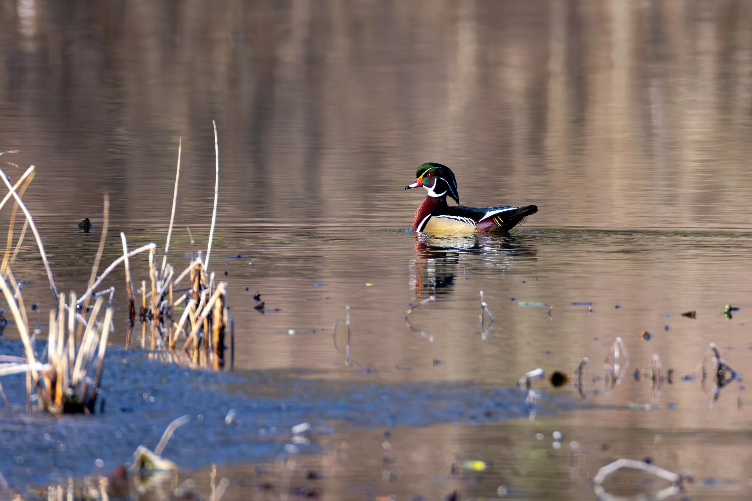Wood Duck