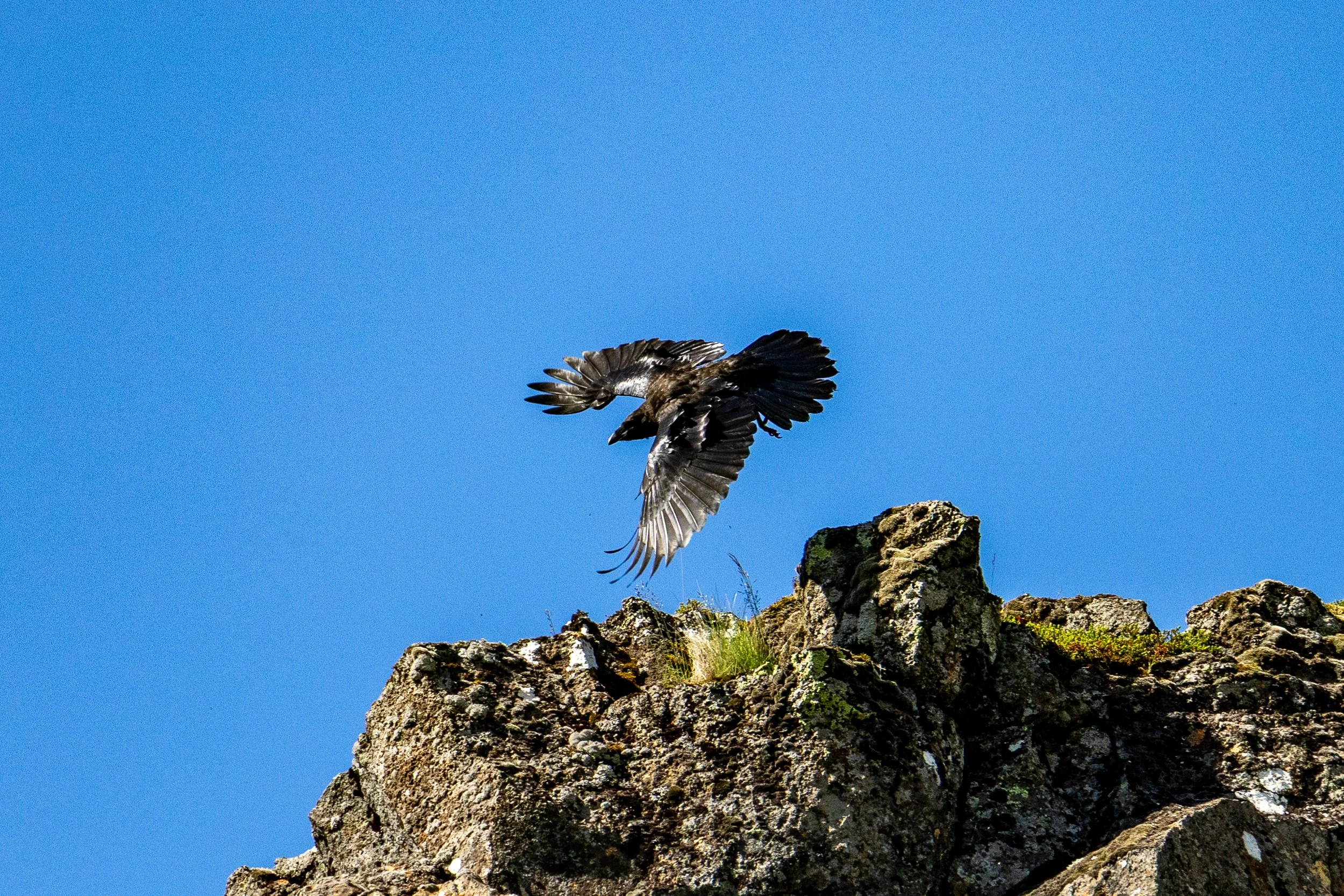 Icelandic Raven