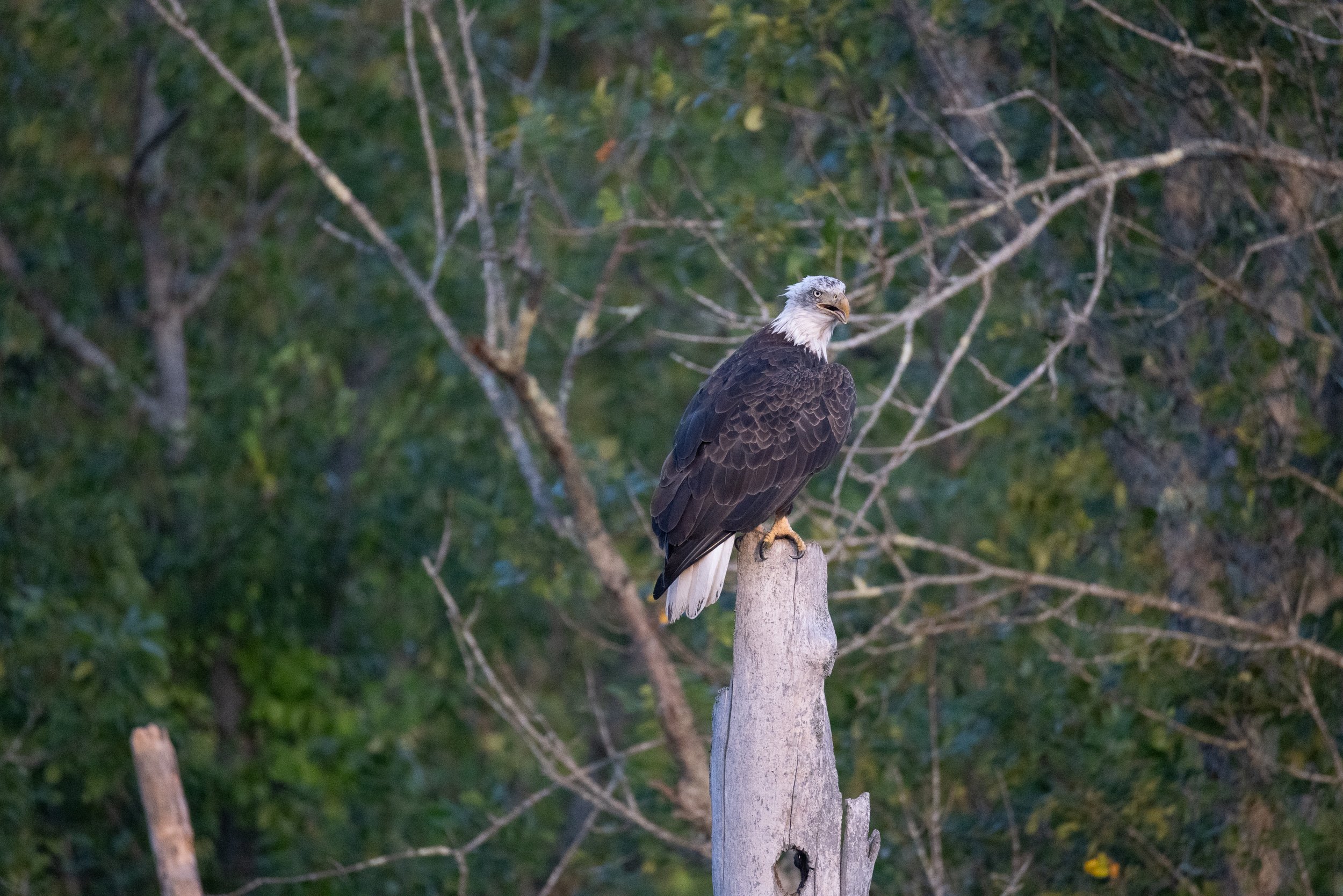 Bald Eagle