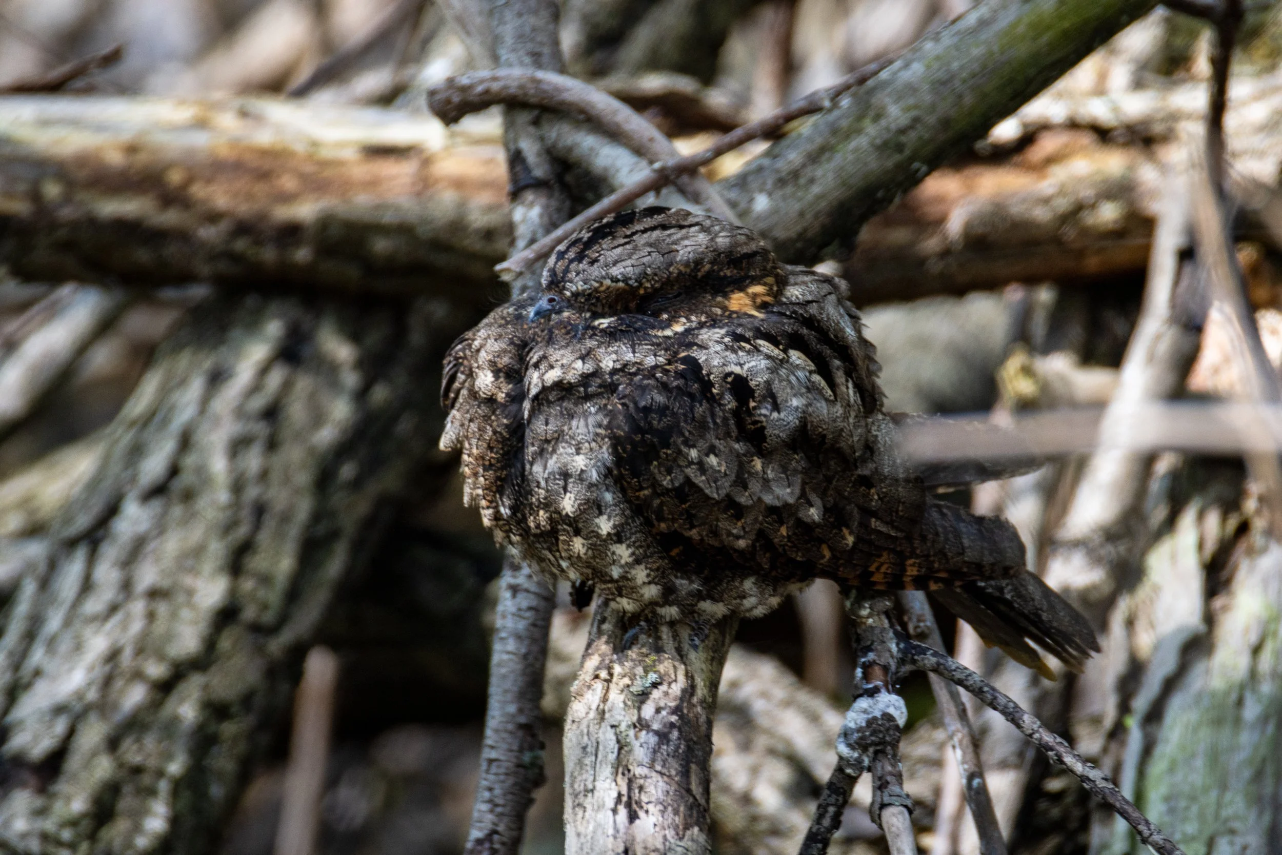 Eastern Whippoorwill