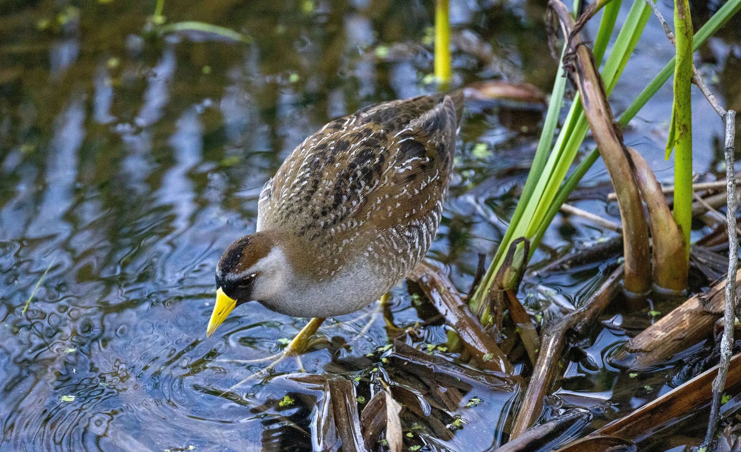 Sora