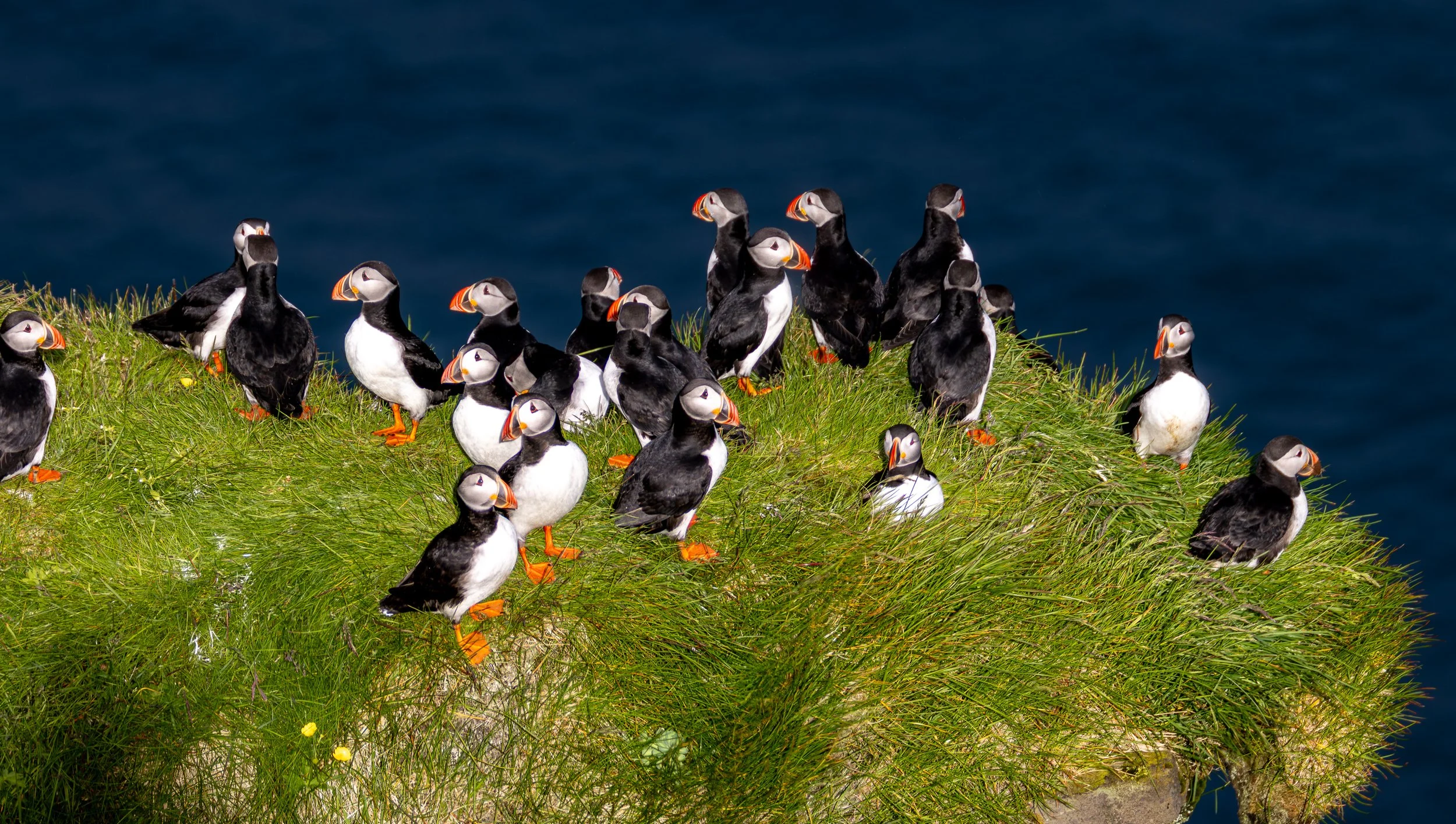 Atlantic Puffins