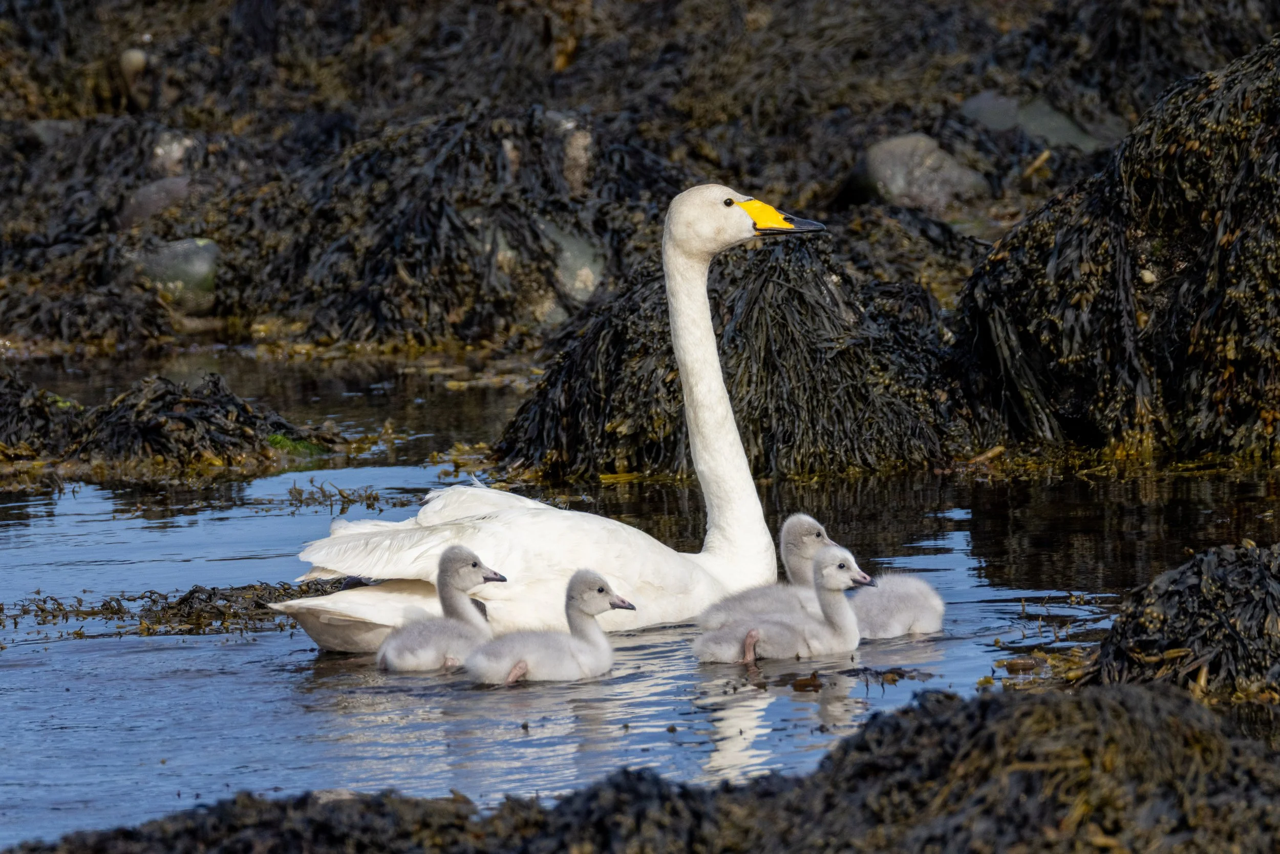 Whooper Swan