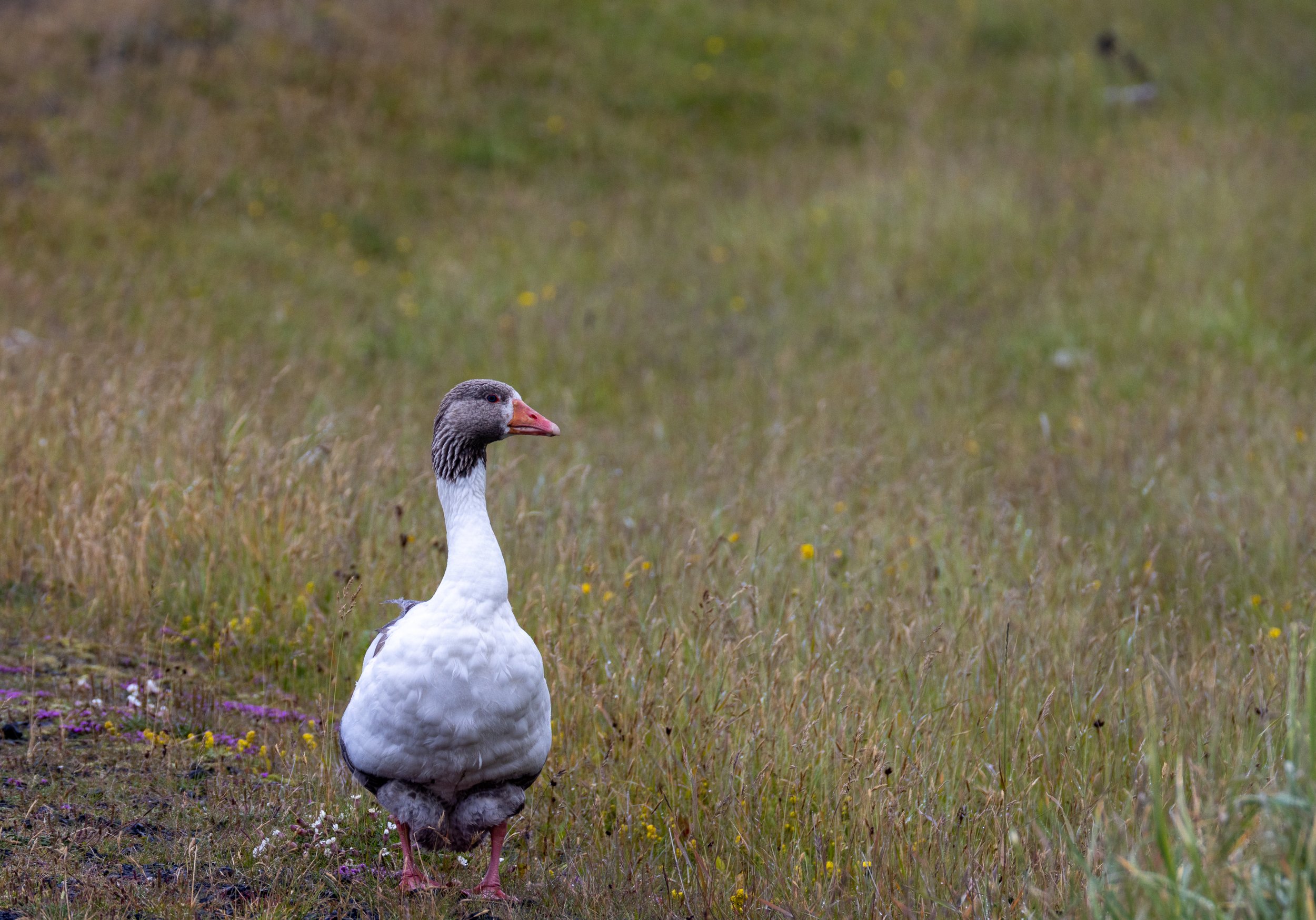 Greylag Goose