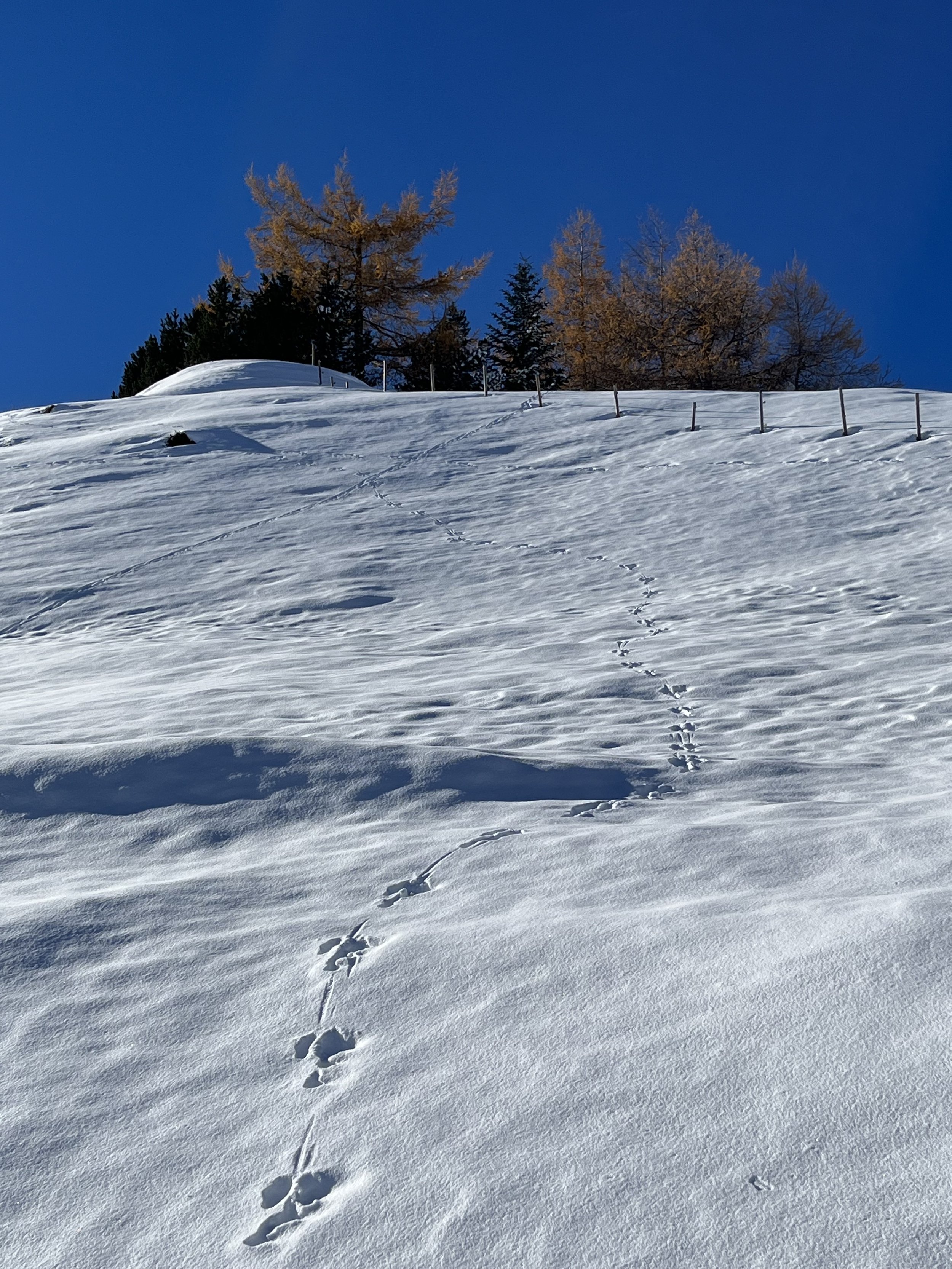 Arlberg_2.jpg