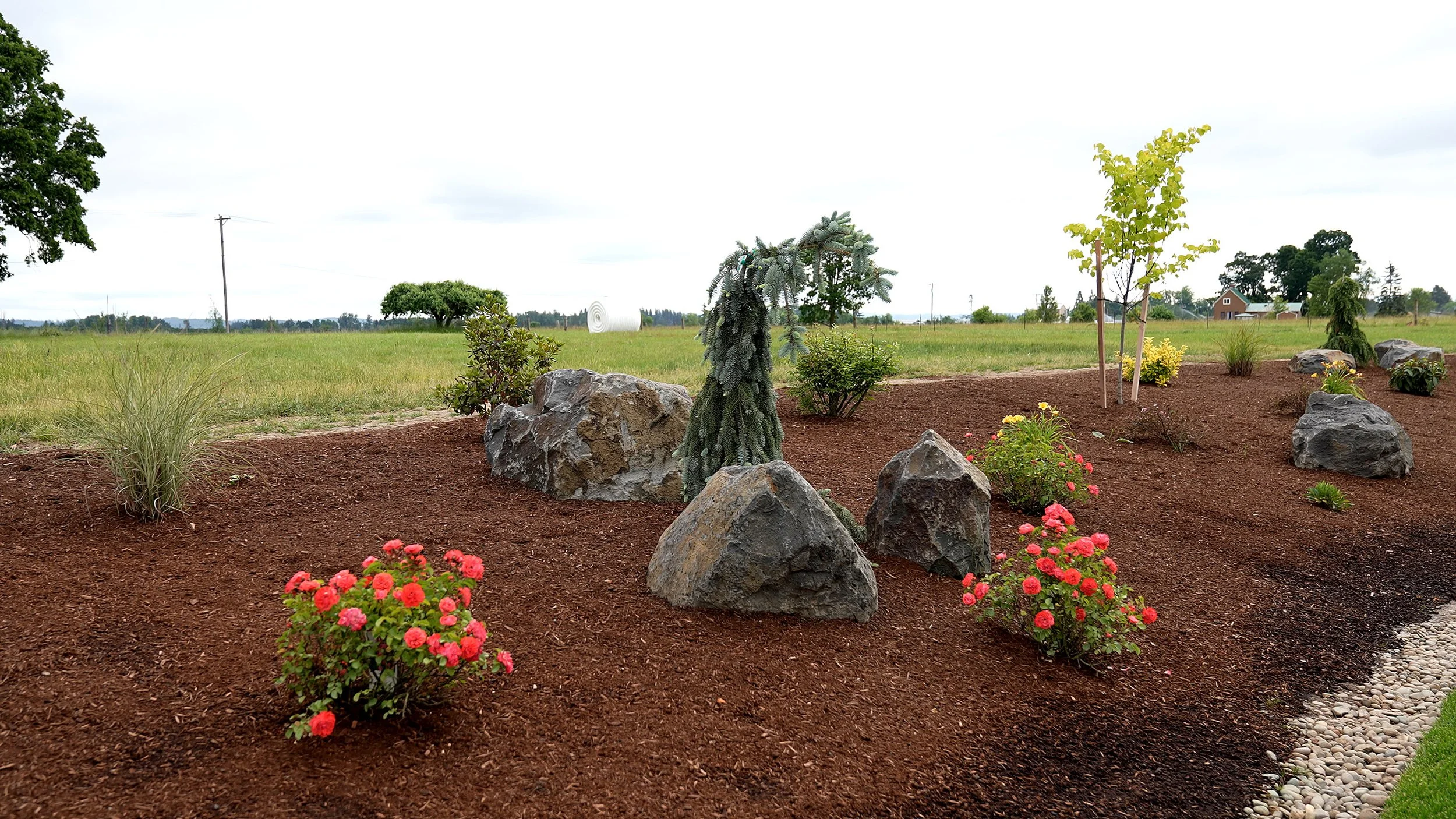 Boulder-Cluster-Rose-Plantings-05-Canby-Oregon-Summit-Landscape.jpg